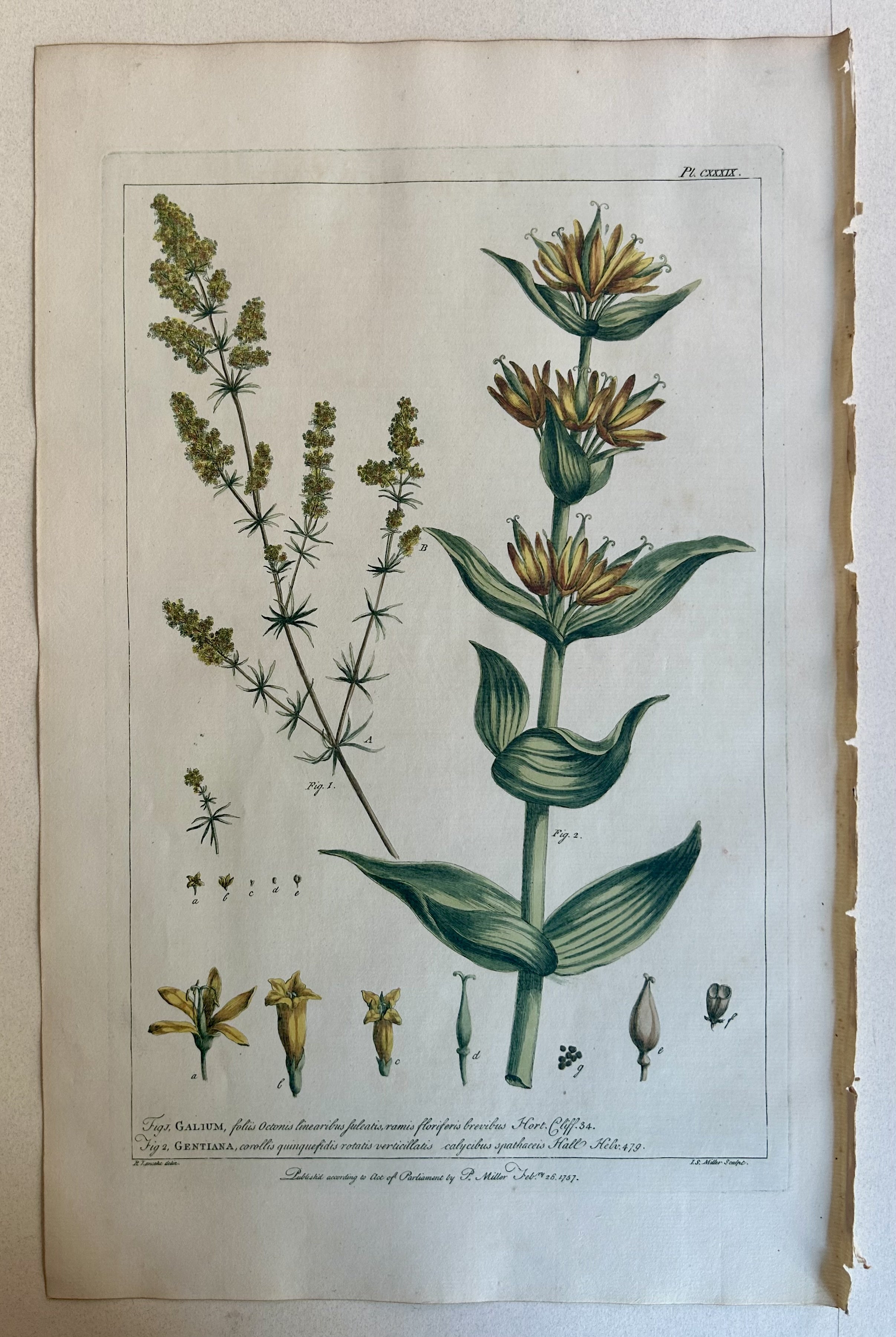 #139 Galium & Gentiana