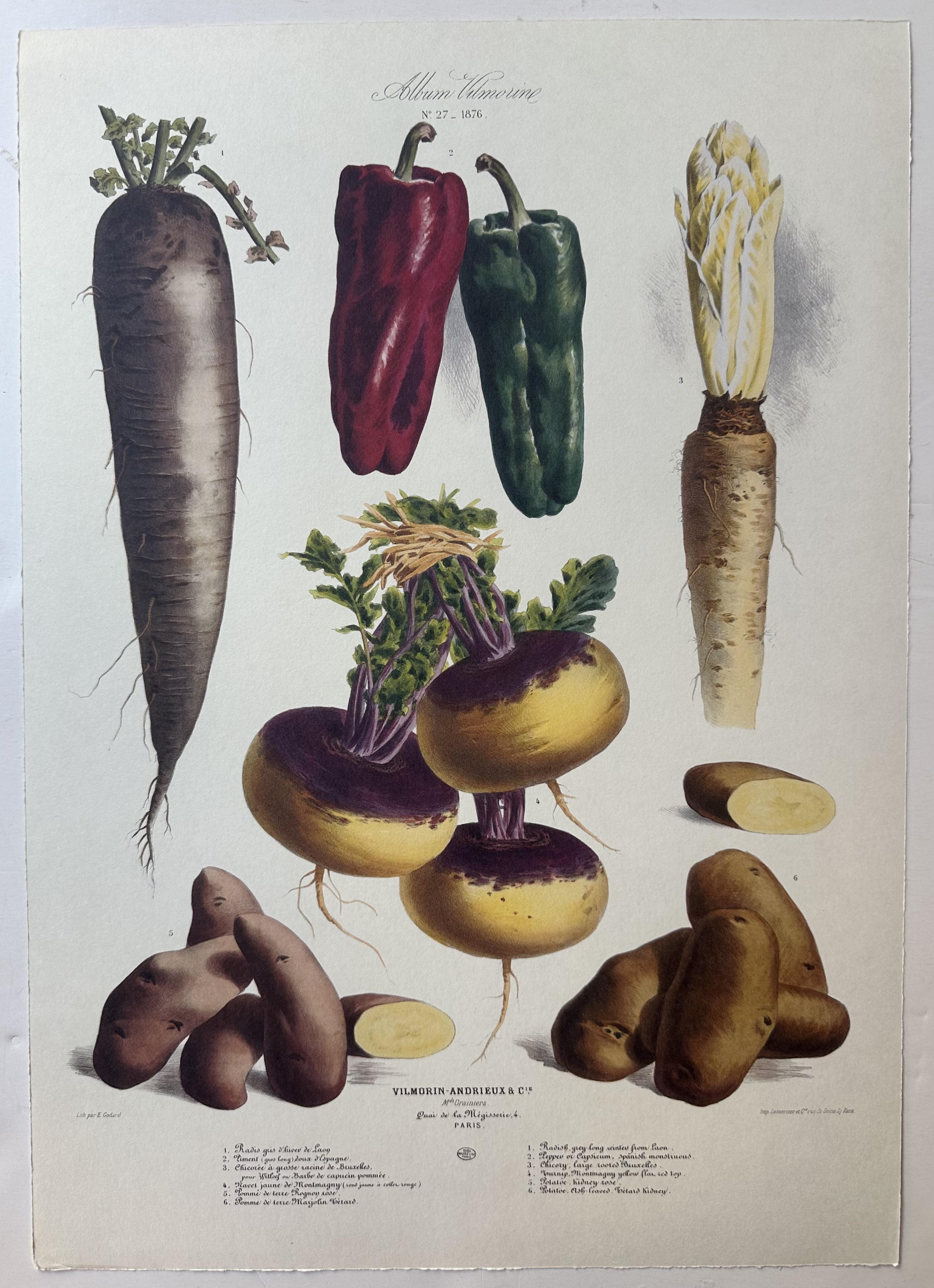 Album Vilmorin Vegetable Print #27
