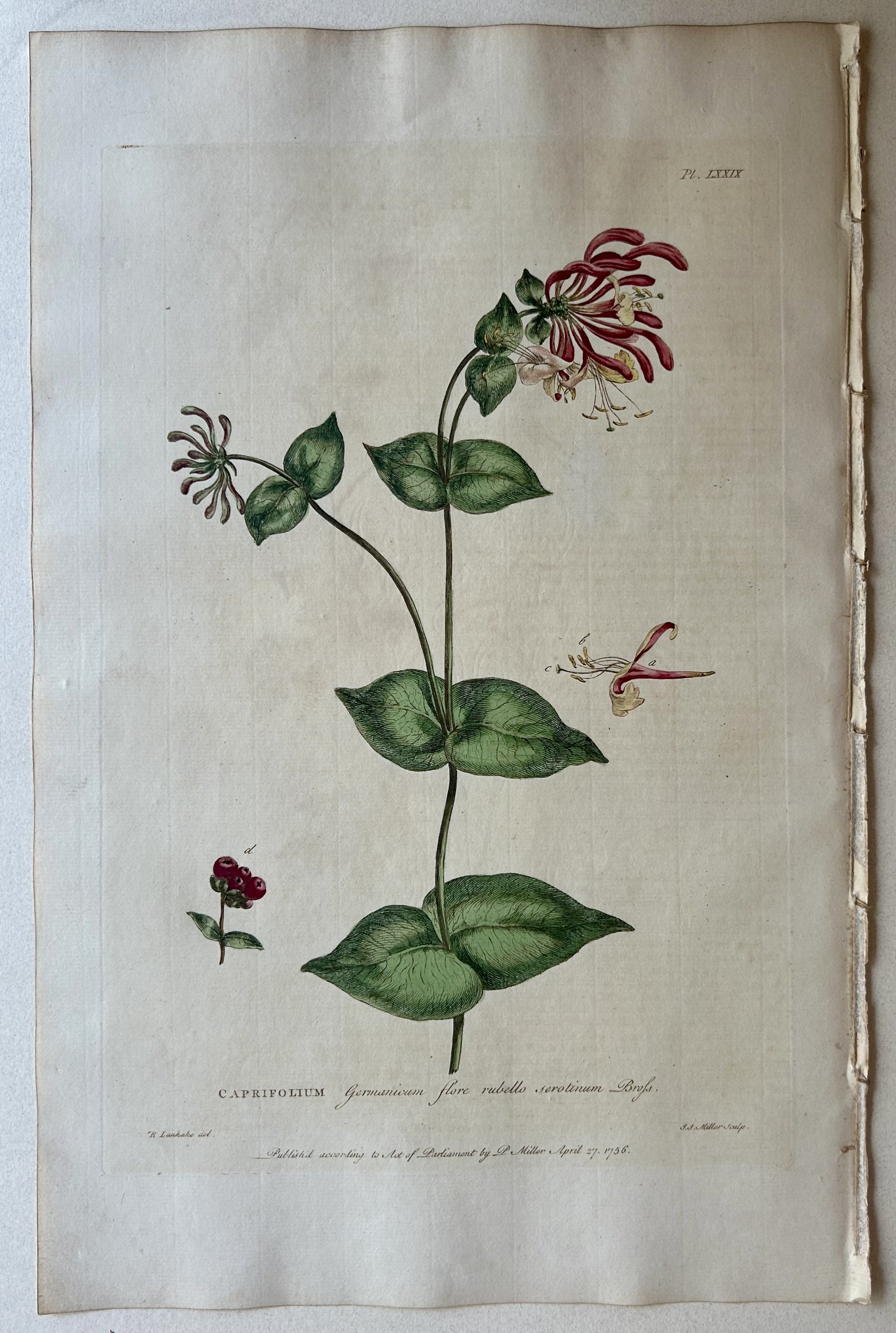#79 Caprifolium Germanicum