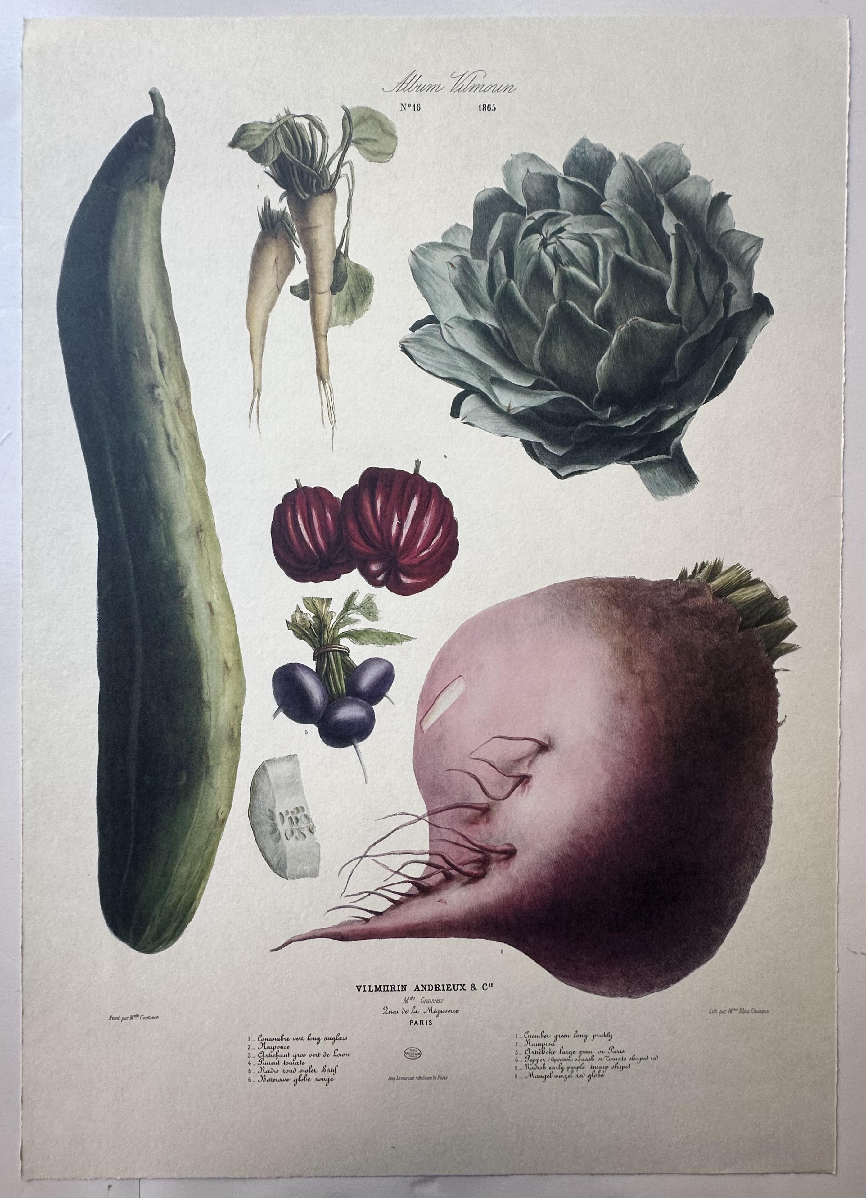 Album Vilmorin Vegetable Print #16