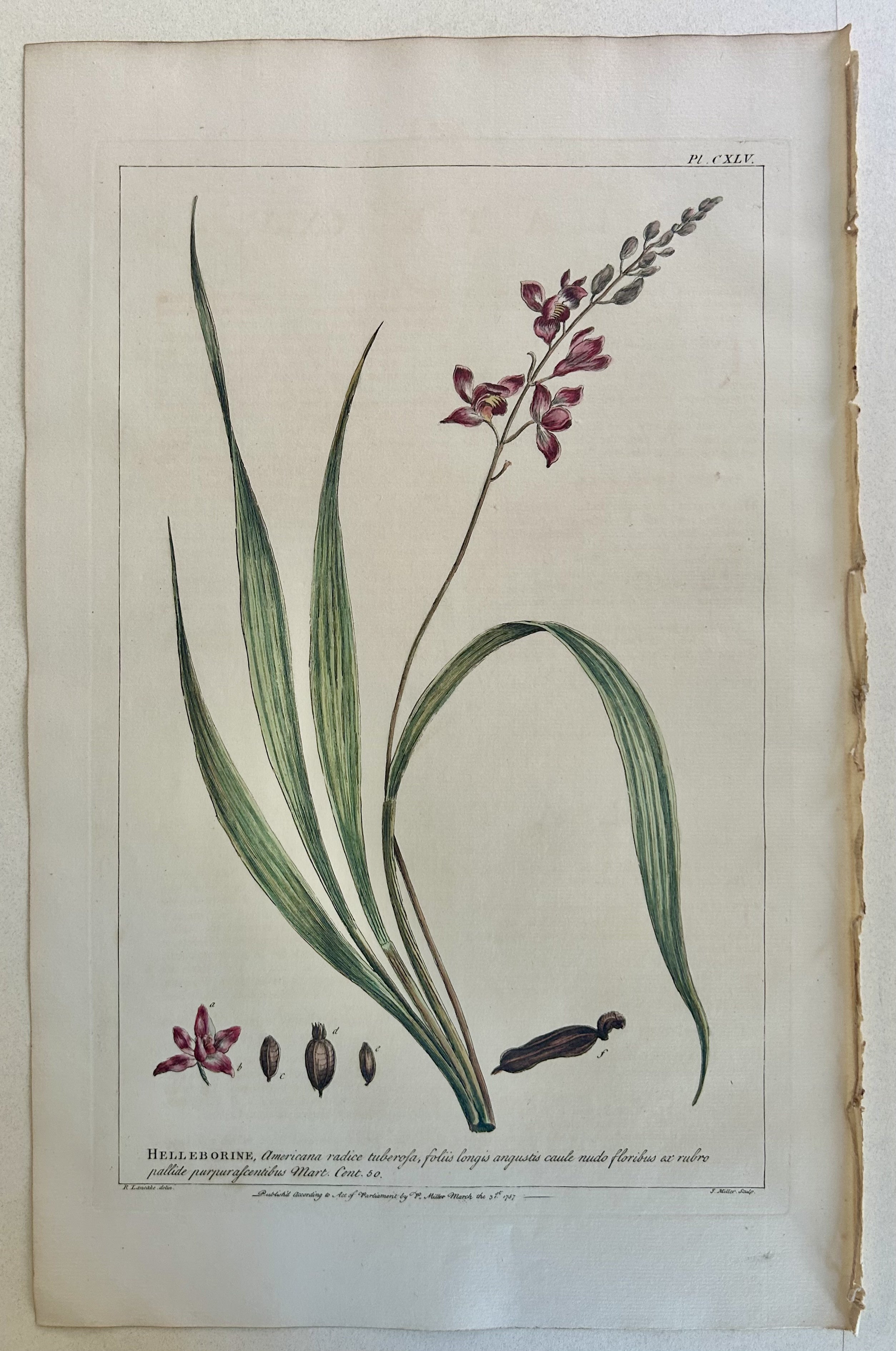 #145 Helleborine