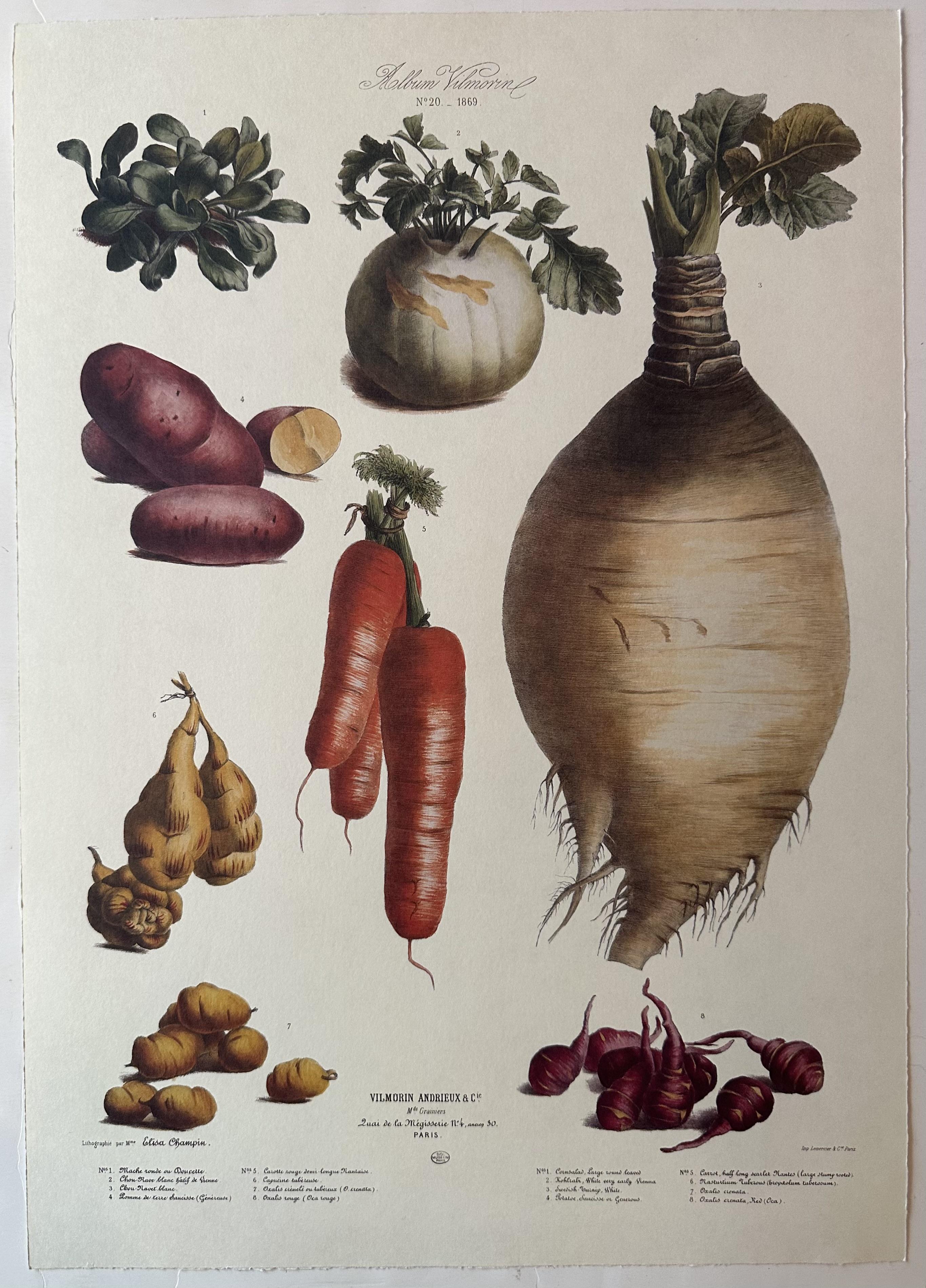 Album Vilmorin Vegetable Print #20