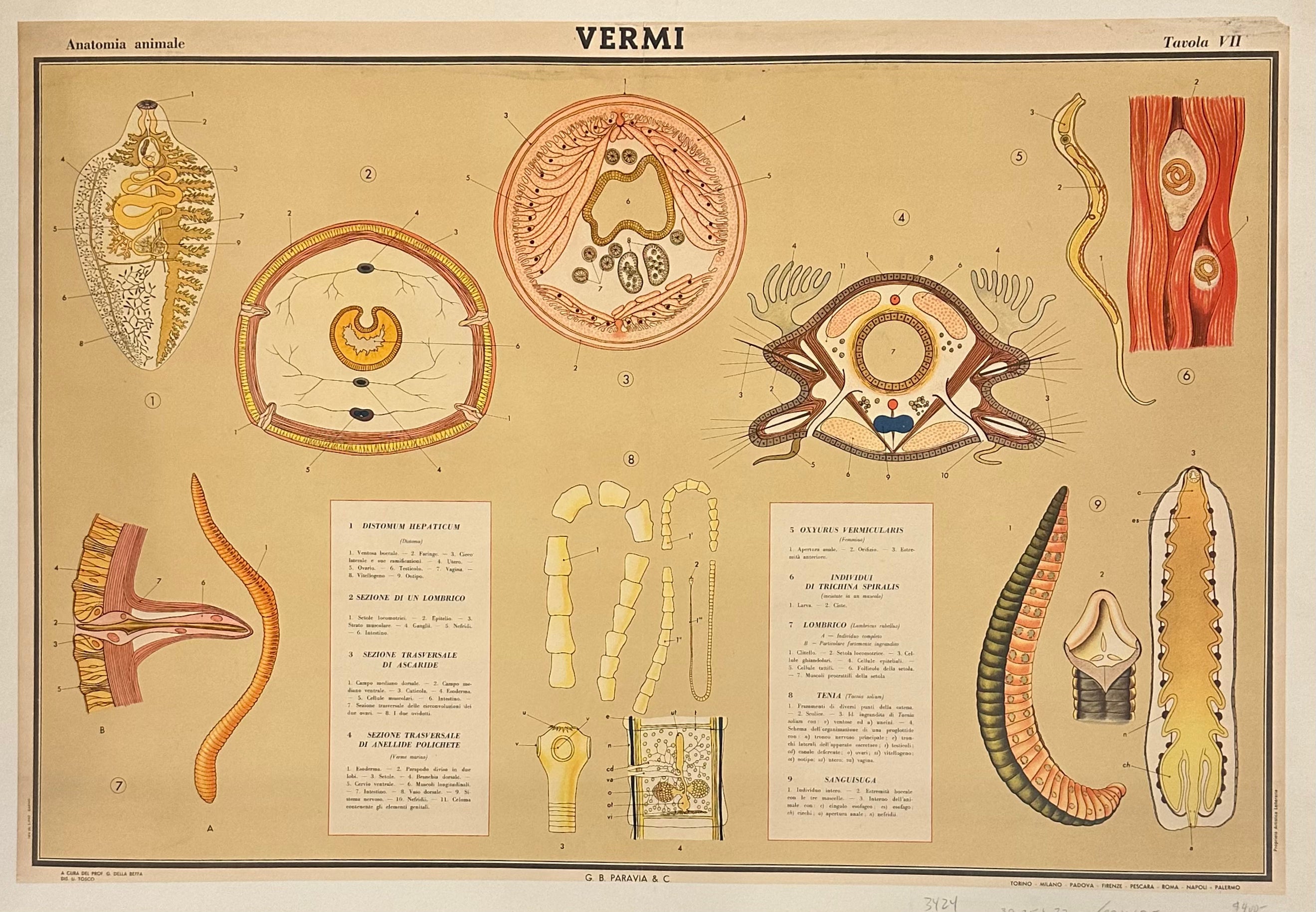 Vermi Poster
