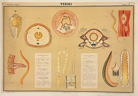 Link to  Vermi PosterItalian Poster, 1968  Product