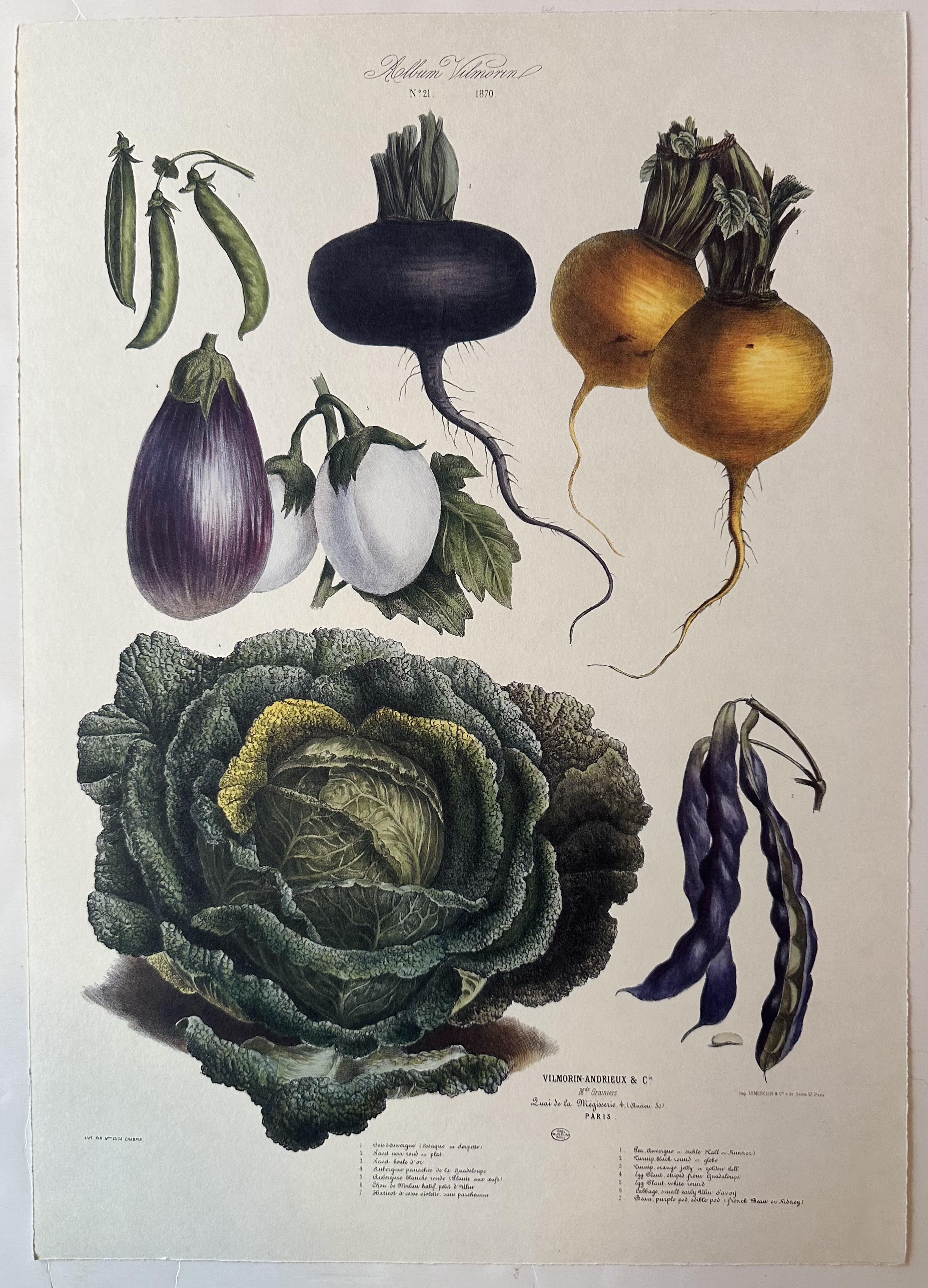 Album Vilmorin Vegetable Print #21