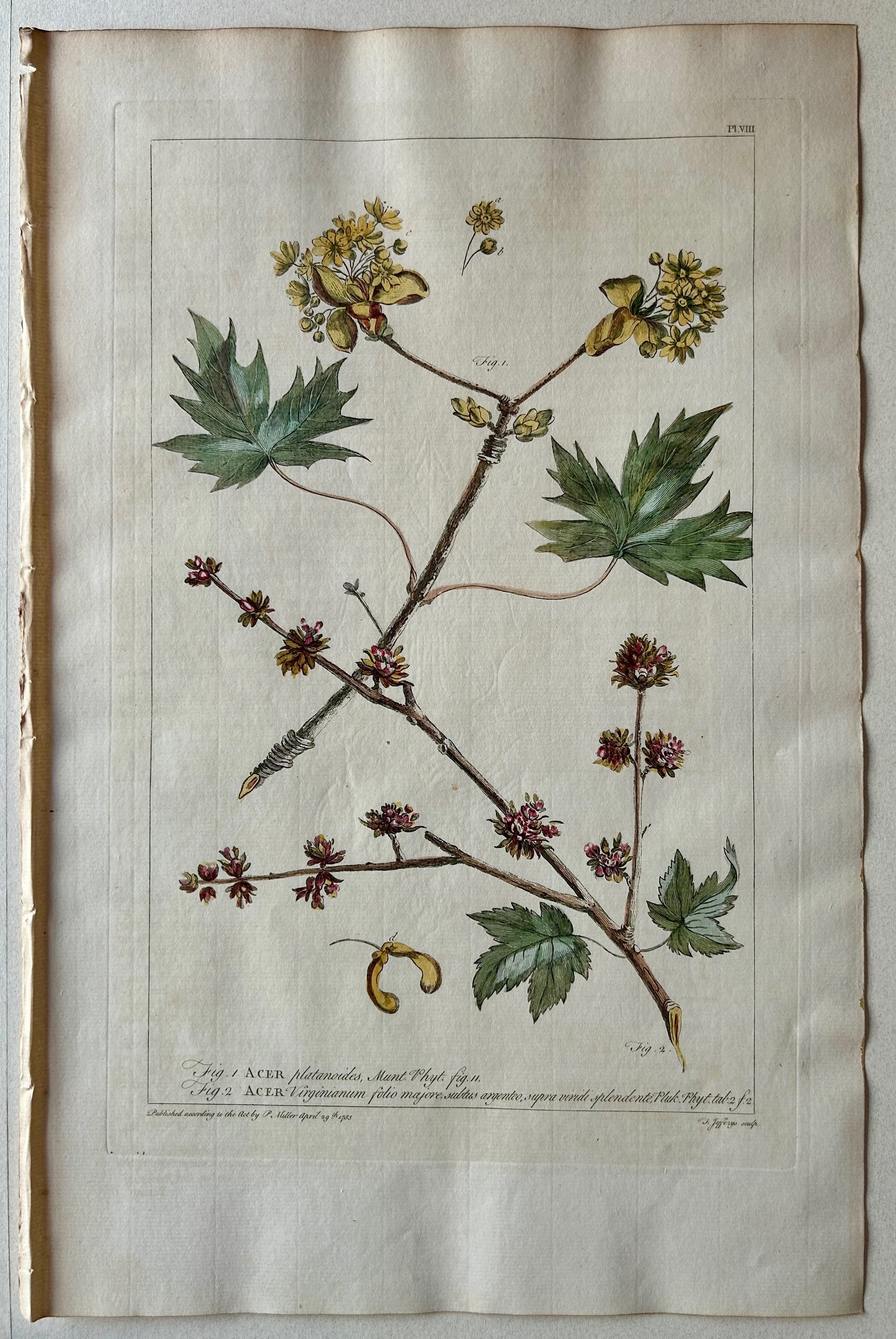#8 Acer platanoides