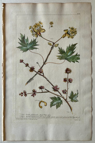 Link to  #8 Acer platanoidesLondon, 1770  Product