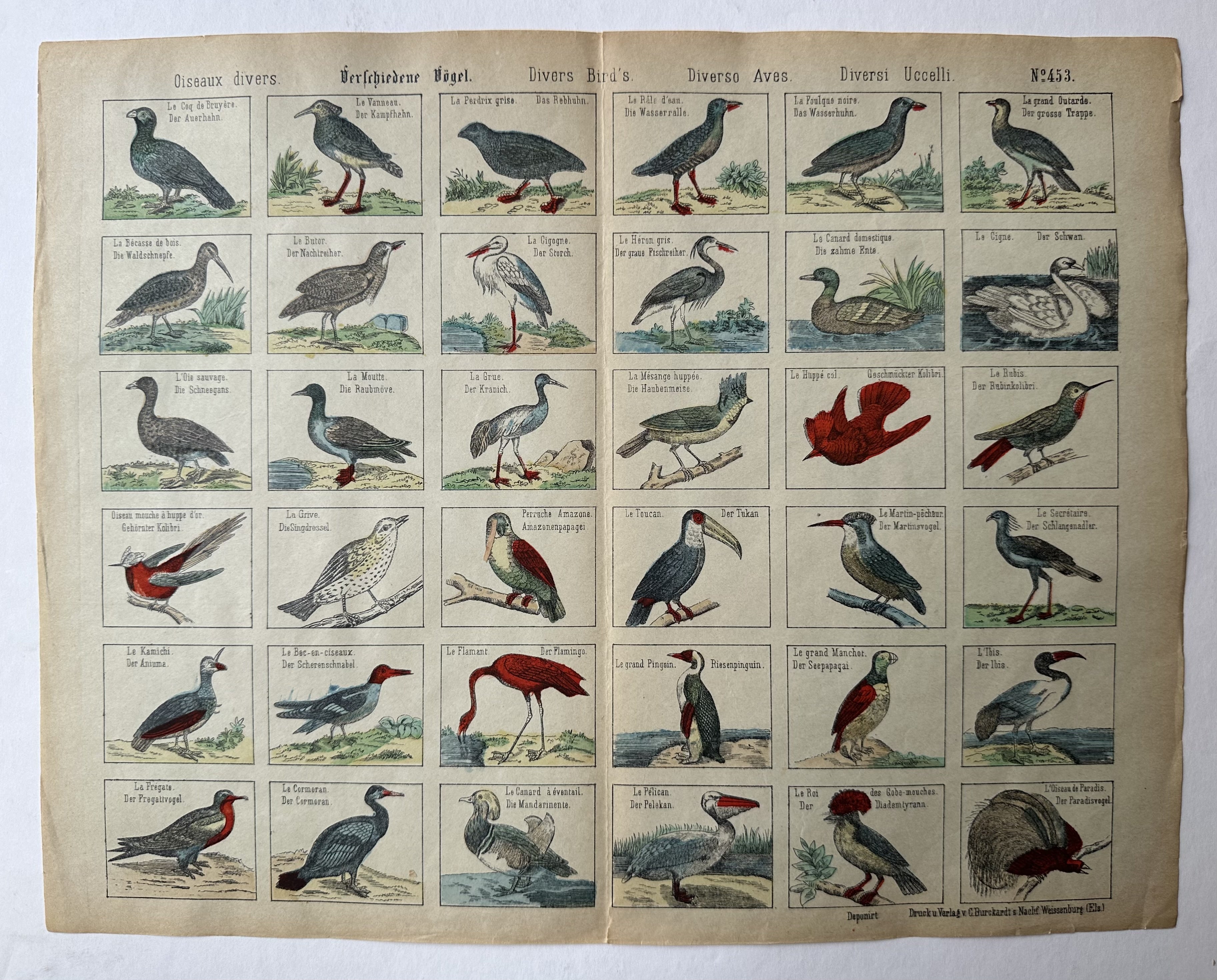 Diver Birds No. 453