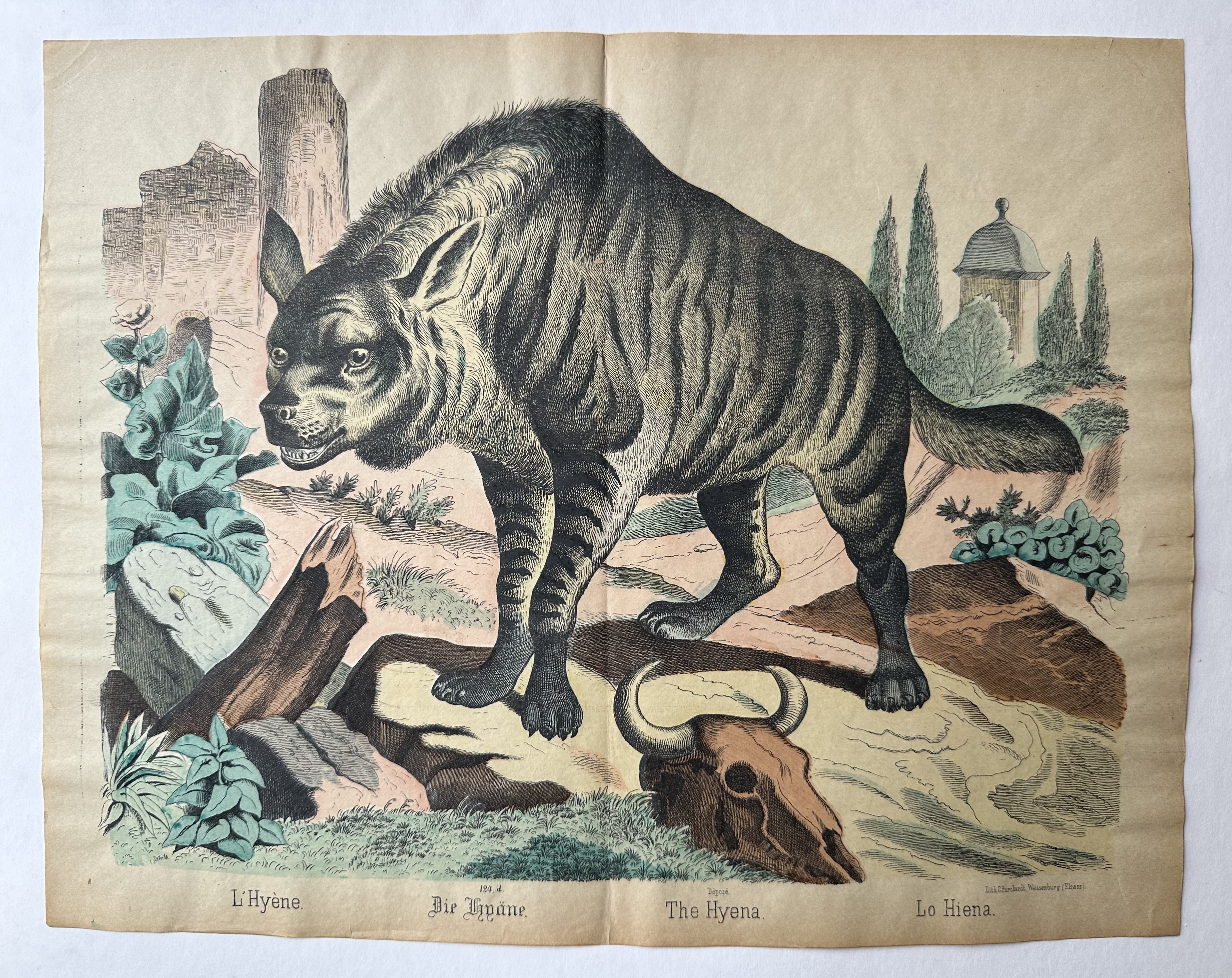 The Hyena No. 124