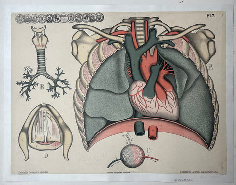 Link to  Lungs, Heart, and Throat AnatomyNetherlands - c. 1930  Product
