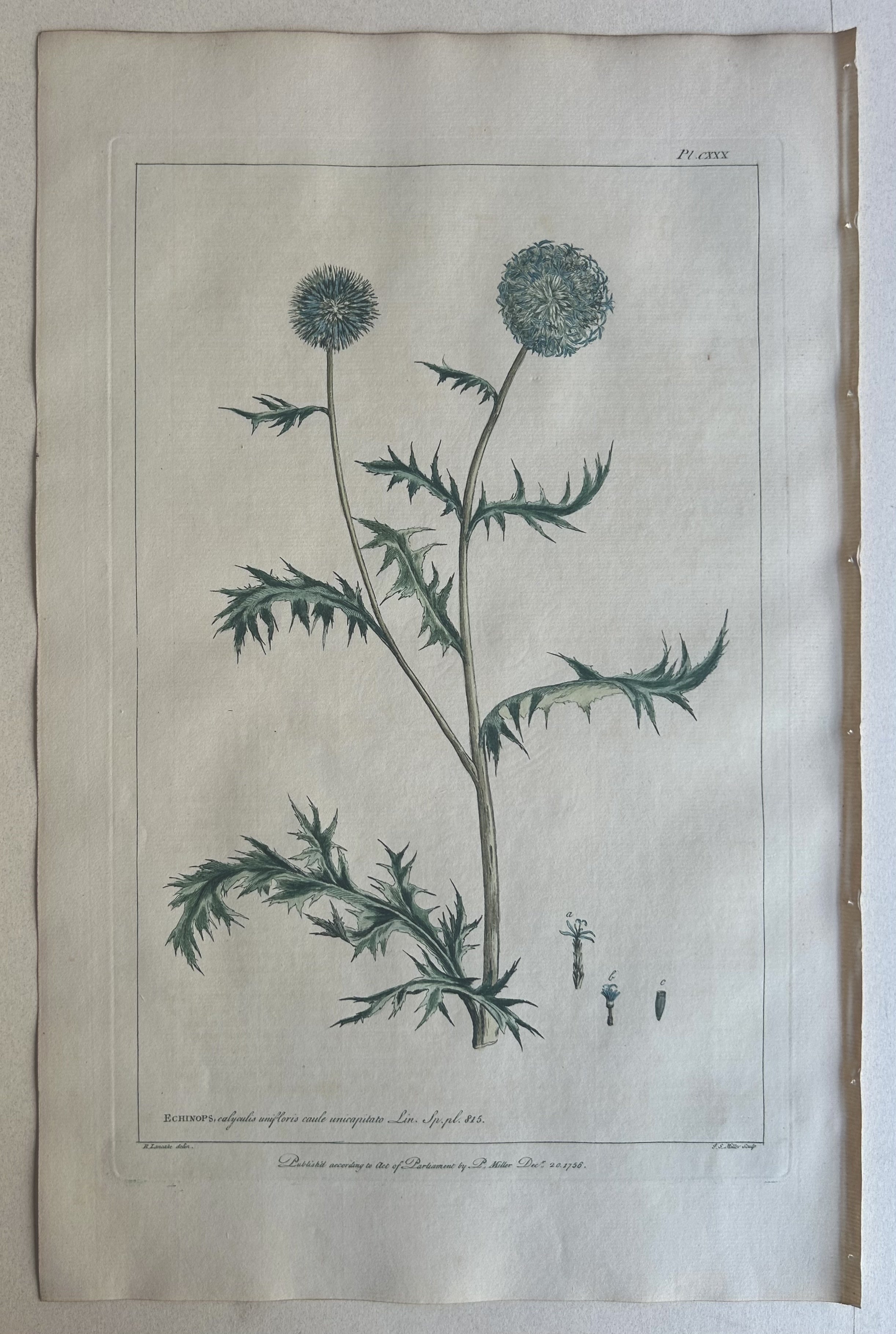 #130 Echinops
