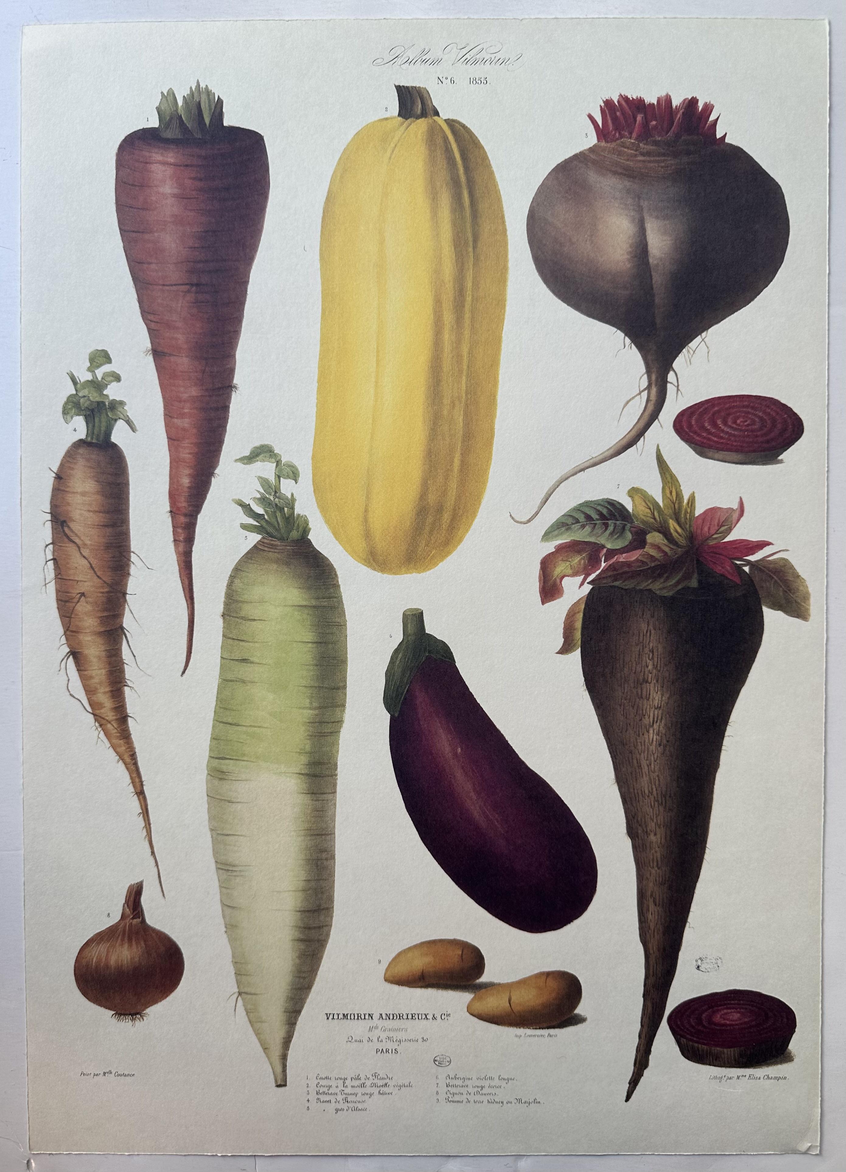 Album Vilmorin Vegetable Print #6