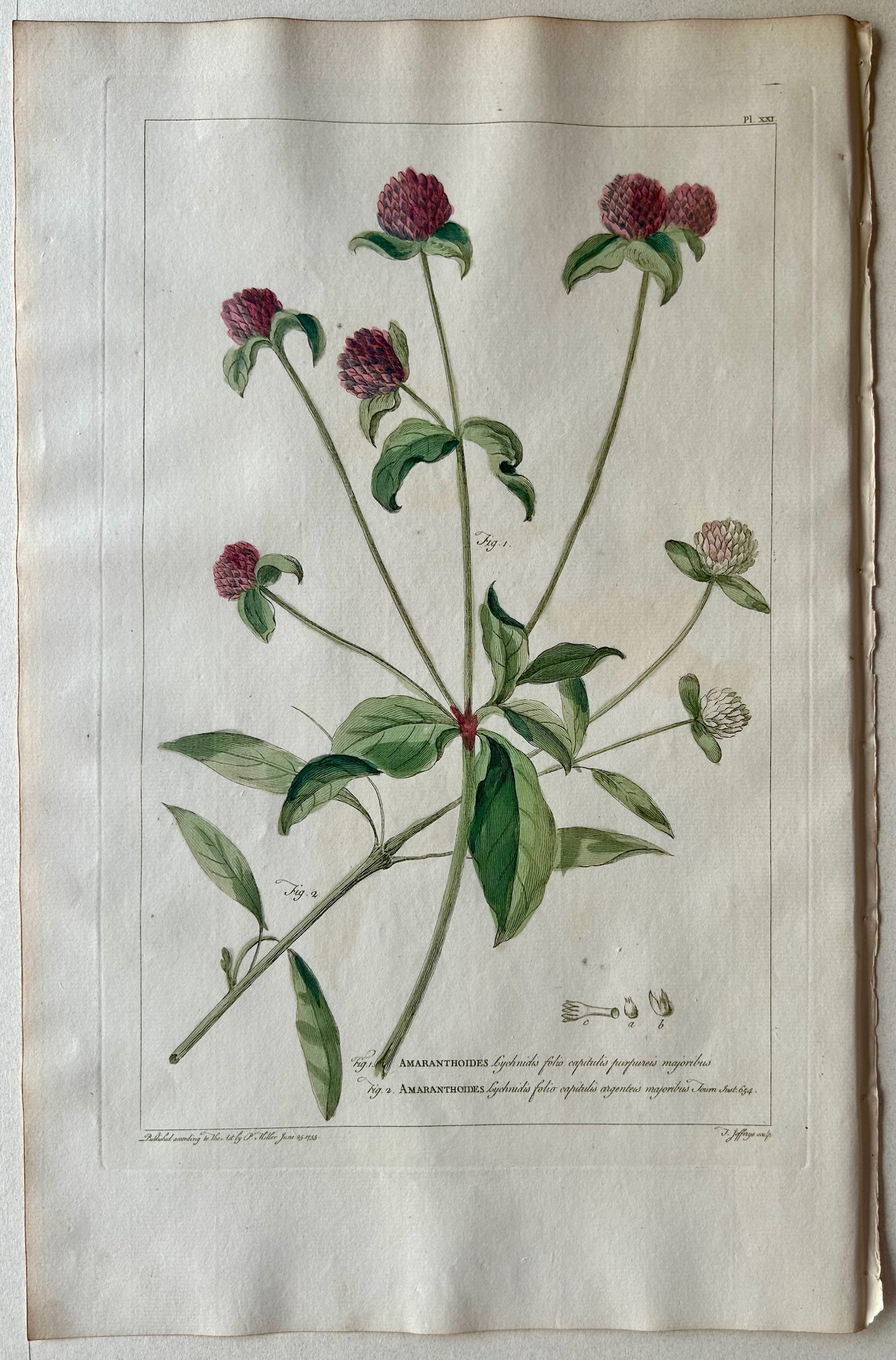 #21 Amaranthoides lychnidis folio