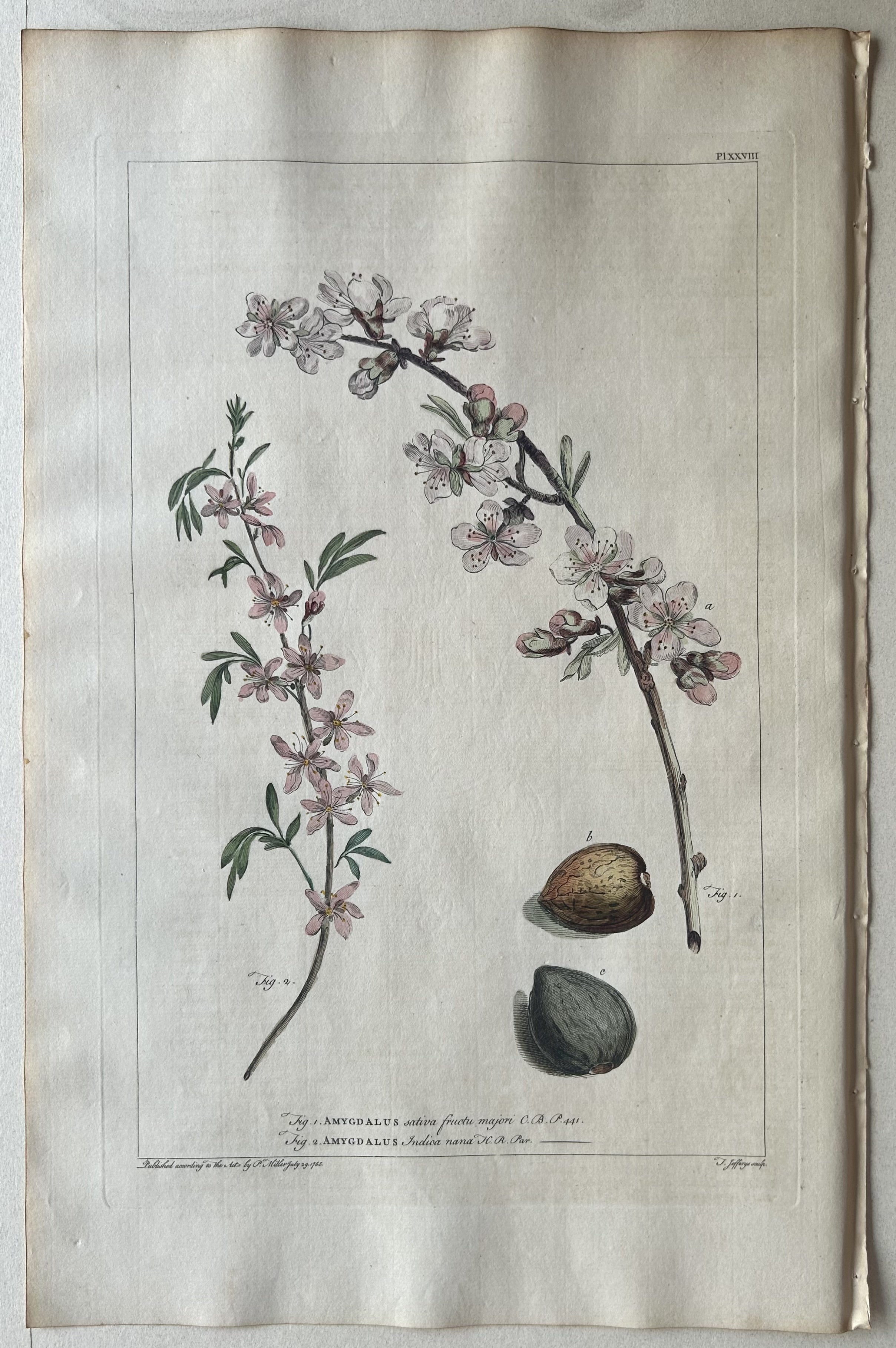 #28 Amygdalus sativa fructu majori