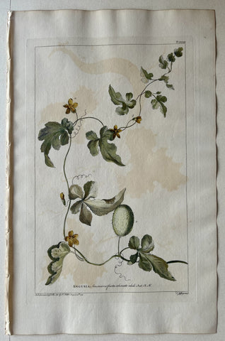 Link to  #33 Anguria AmericanaLondon, 1770  Product