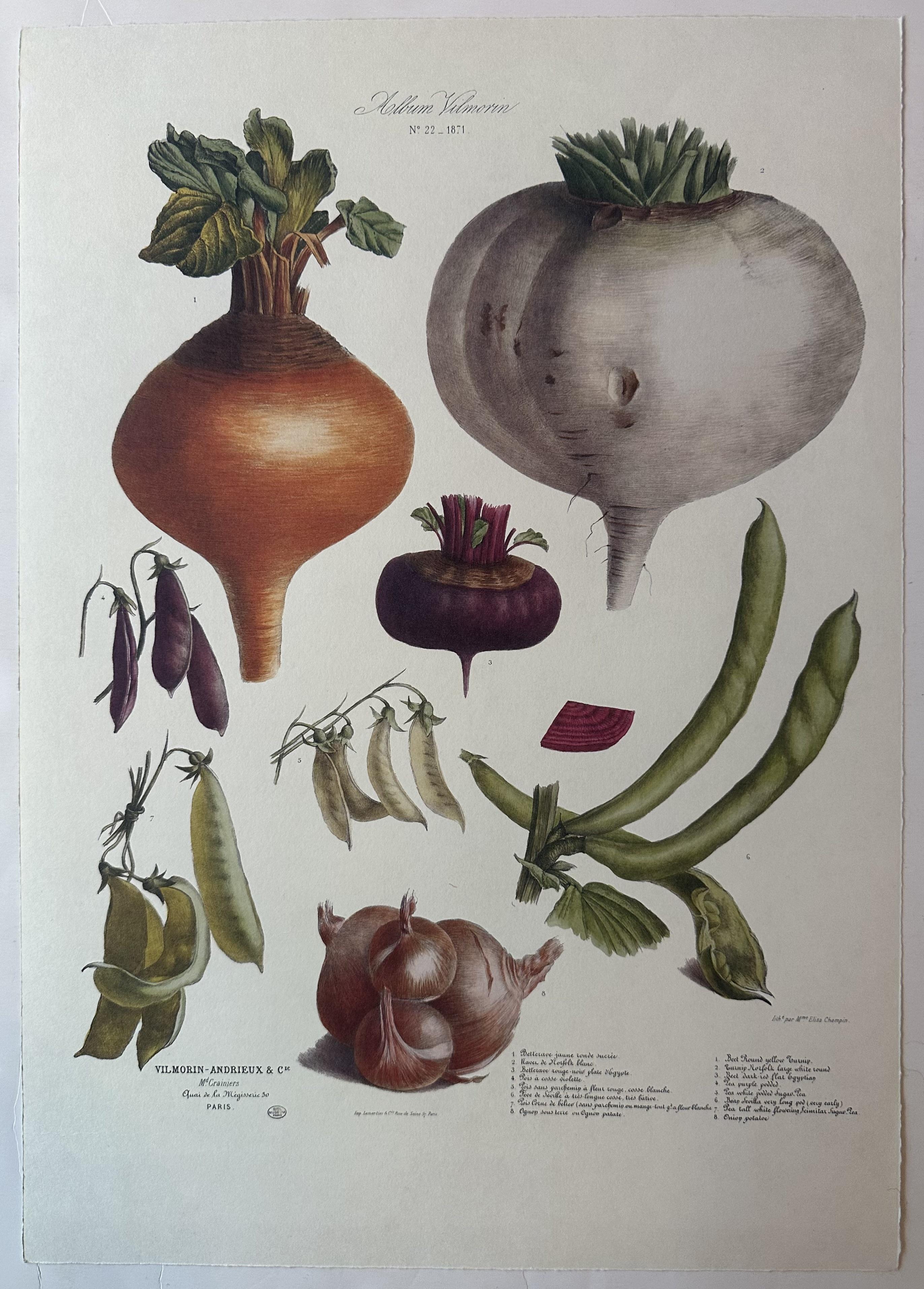 Album Vilmorin Vegetable Print #22