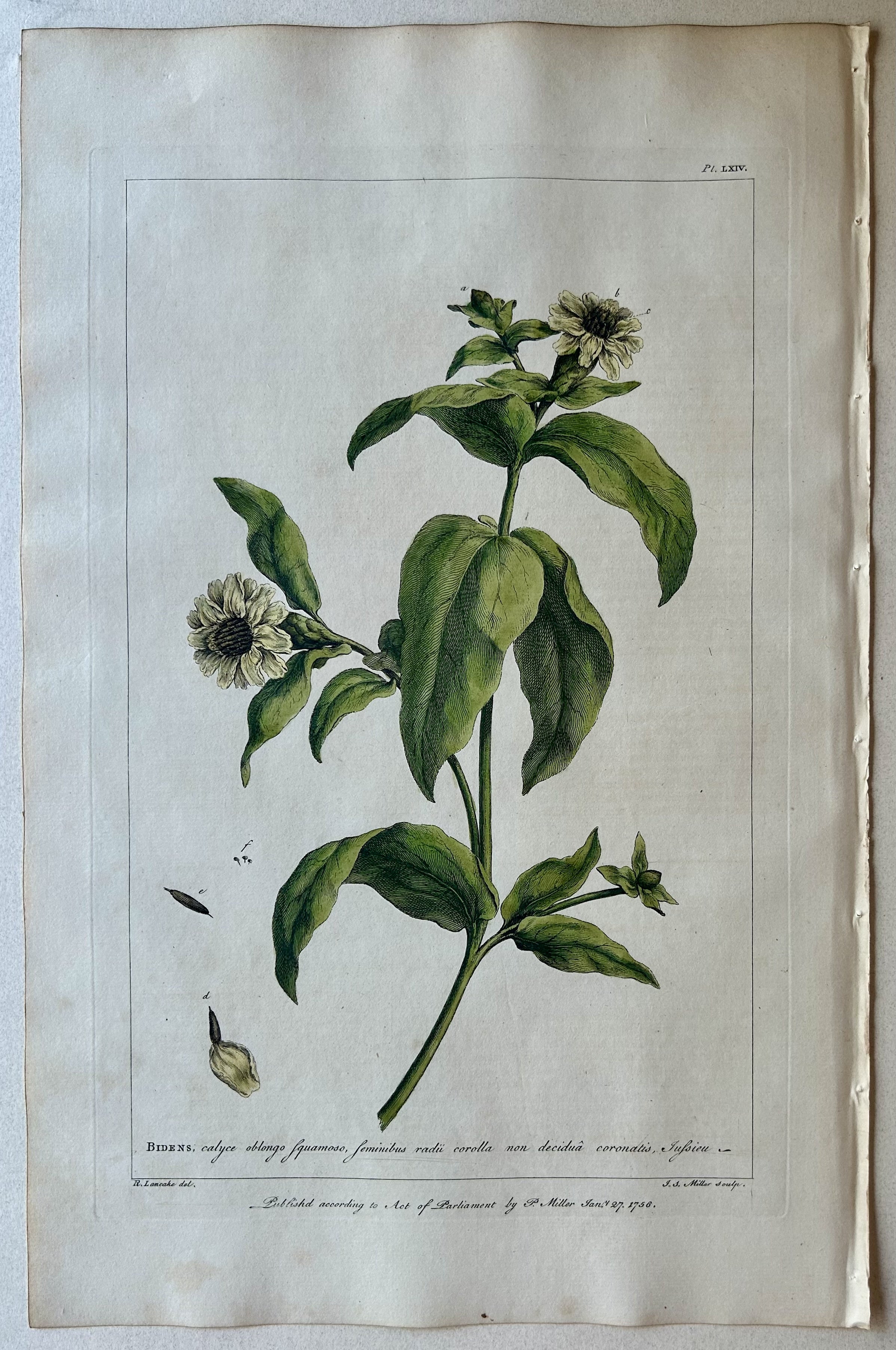 #64 Bidens calyce oblongo