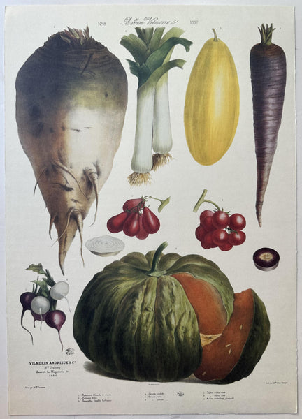 Album Vilmorin Vegetable Print #8 – Poster Museum