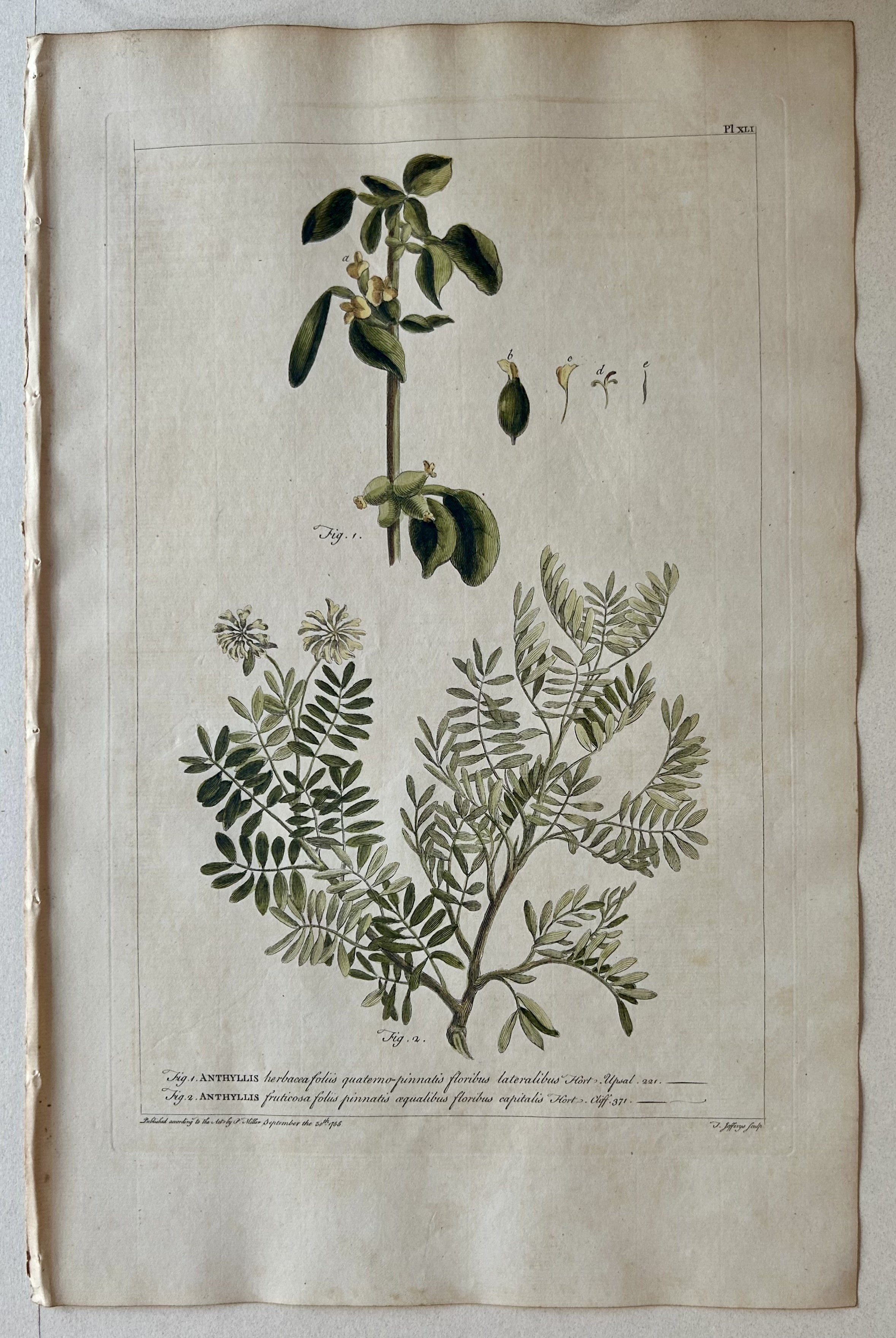 #41 Anthyllis herbacea foliis