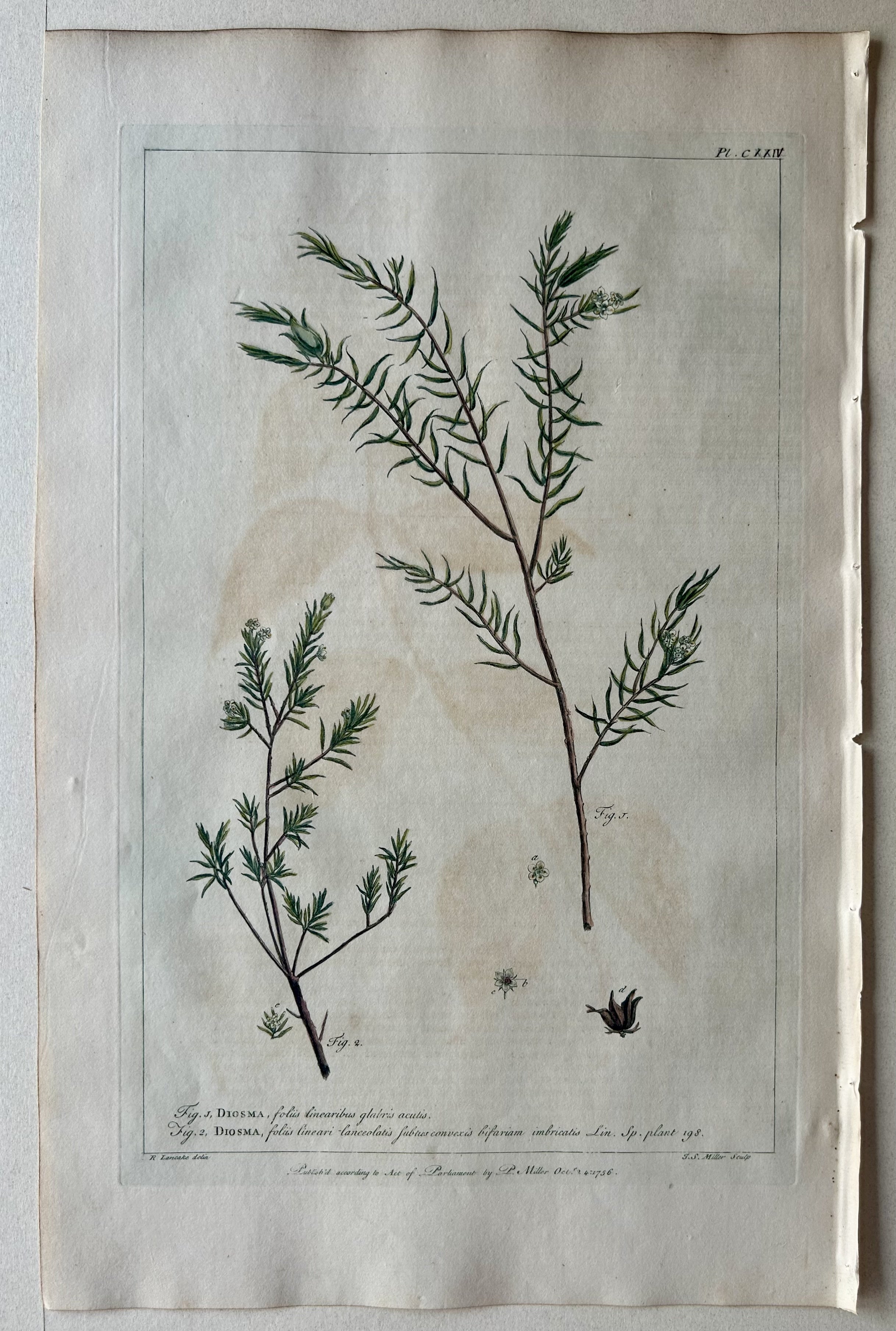 #124 Diosma foliis linearibus