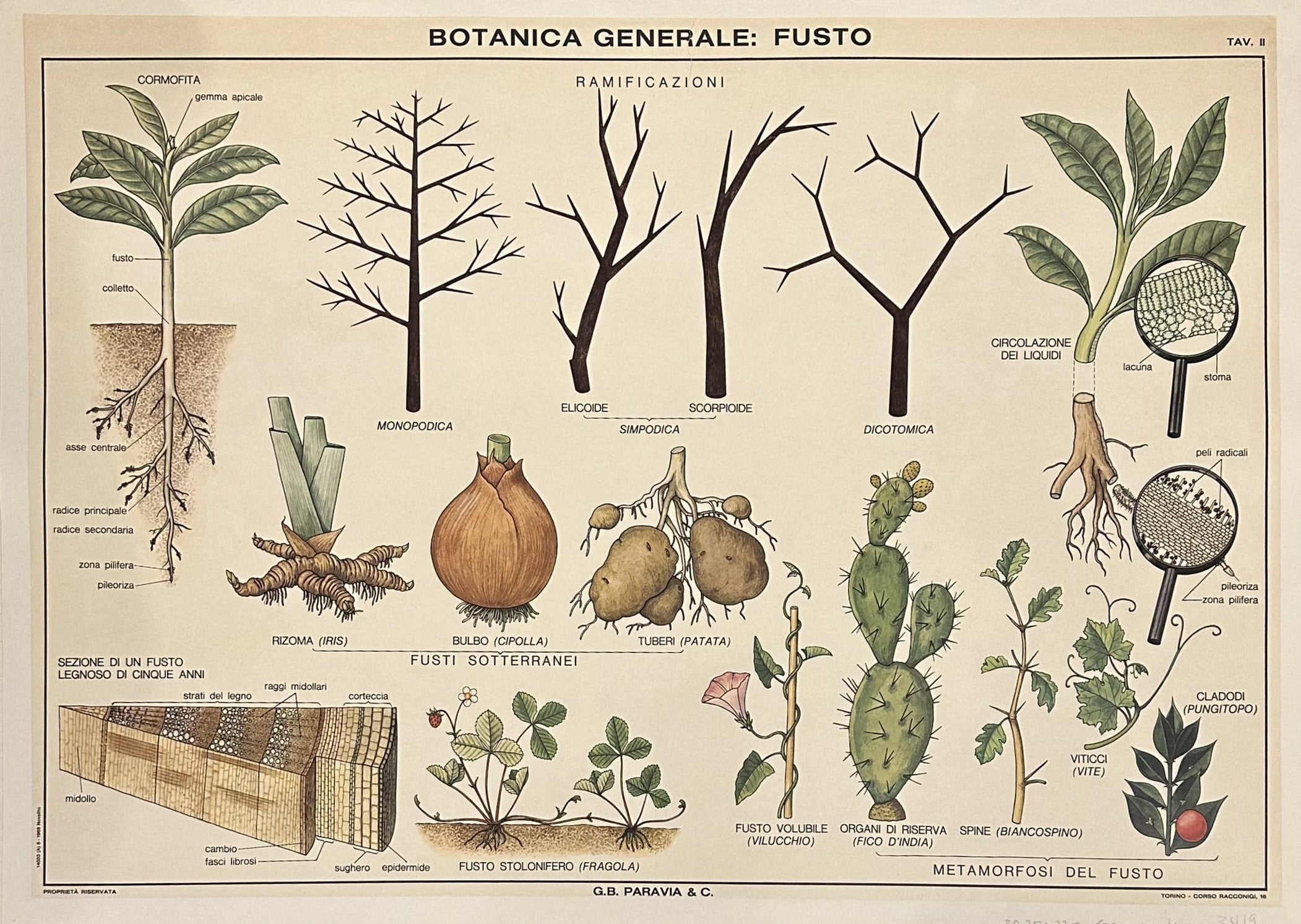 The presence of Italian text throughout the poster, such as "BOTANICA GENERALE: FUSTO" (General Botany: Stem) and the publisher's name "G.B. PARAVIA & C.",