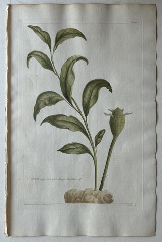 Link to  #26 Amomum scapo nudoLondon, 1770  Product