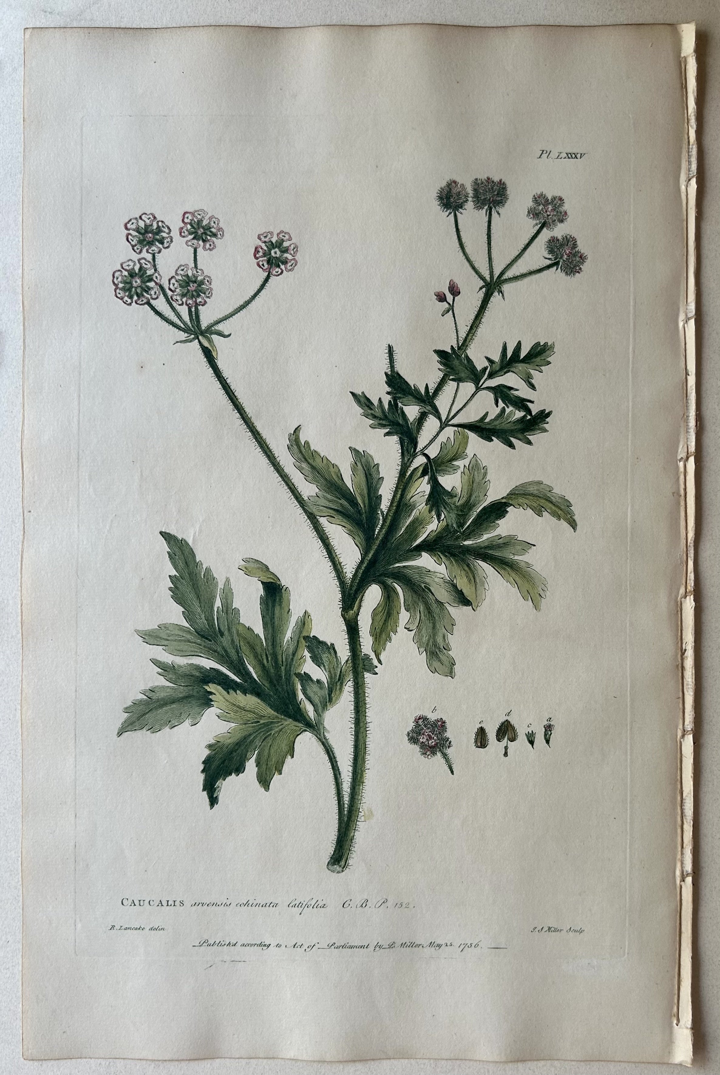 #85 Caucalis arvensis