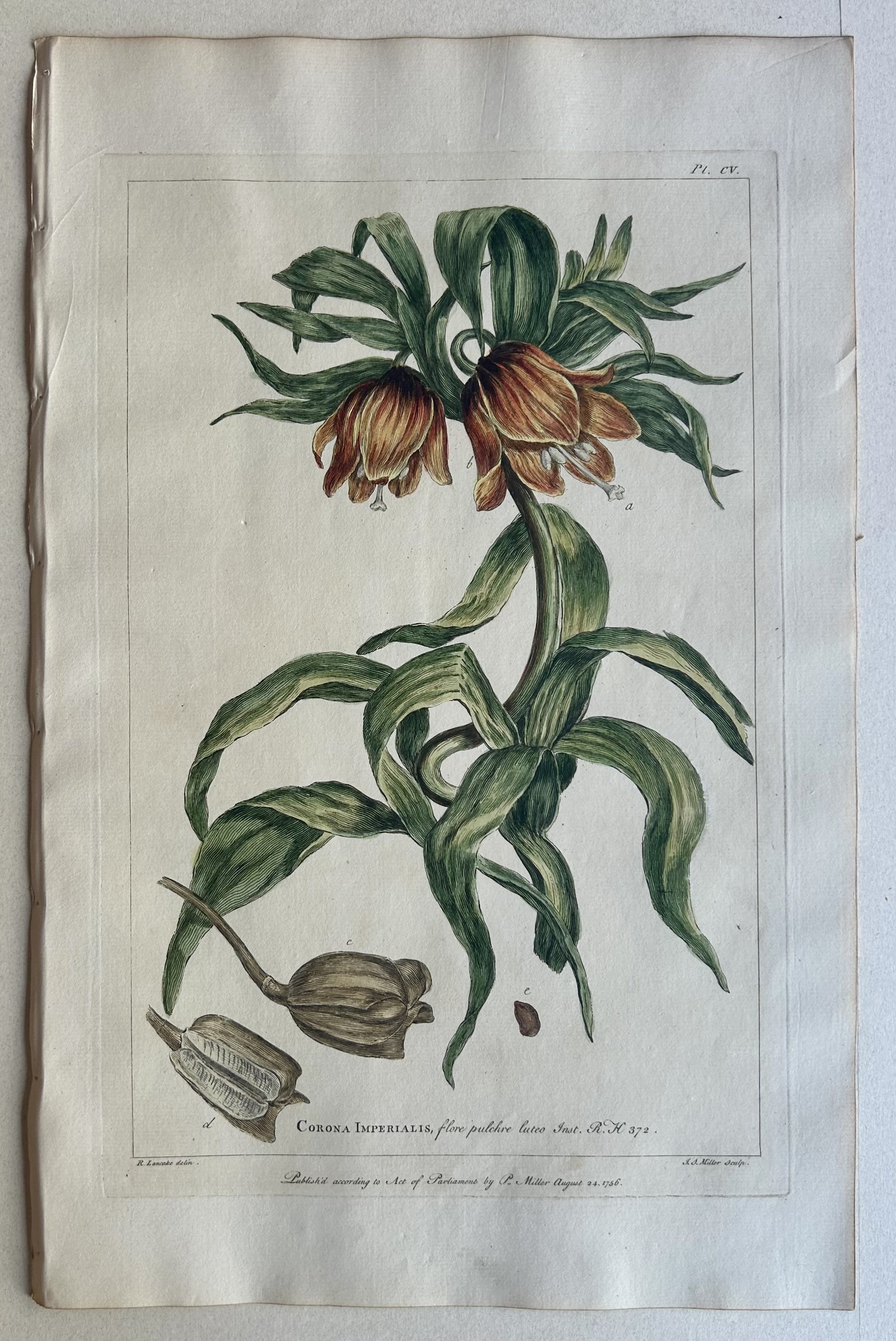 #105 Corona Imperialis