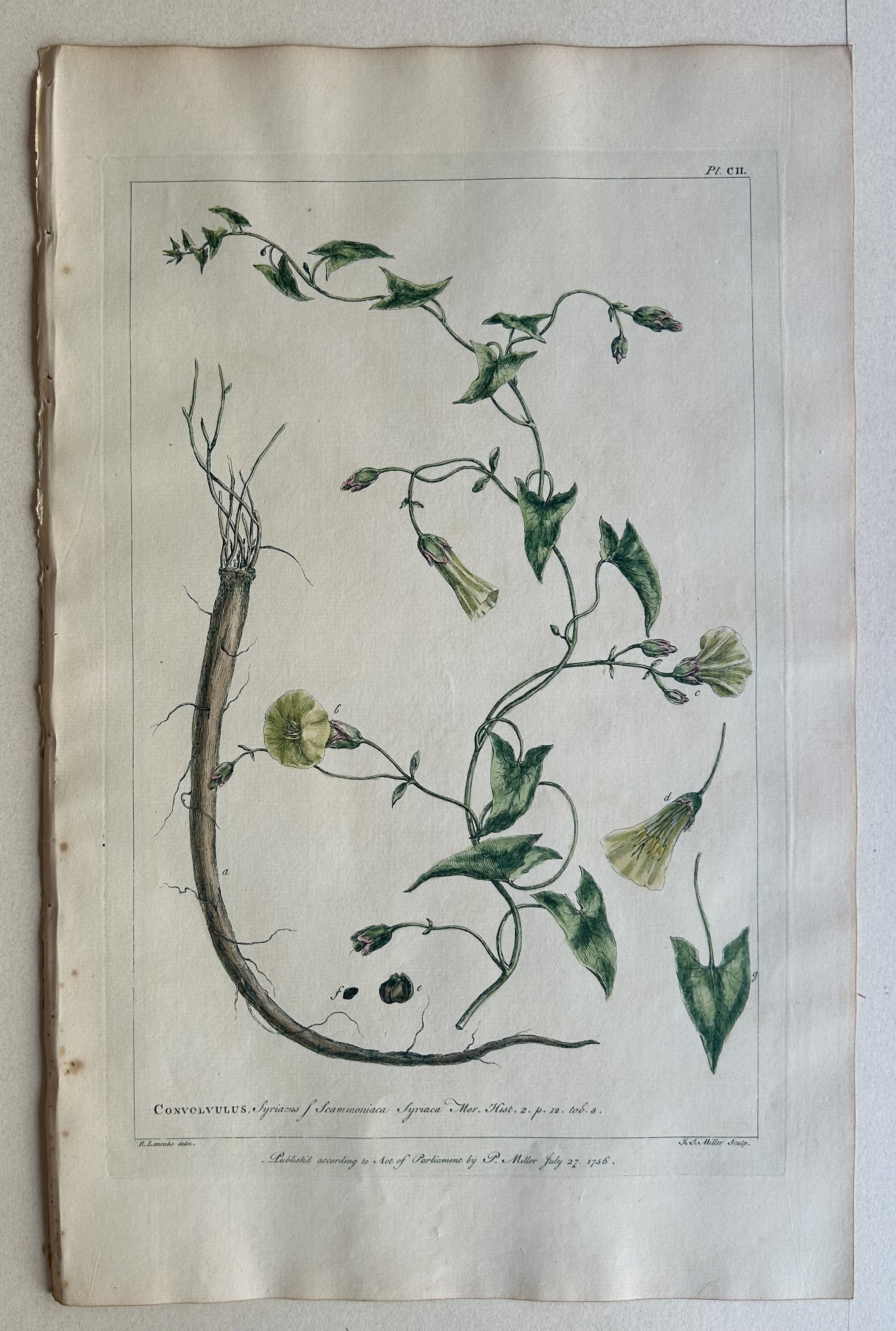 #102 Convolvulus