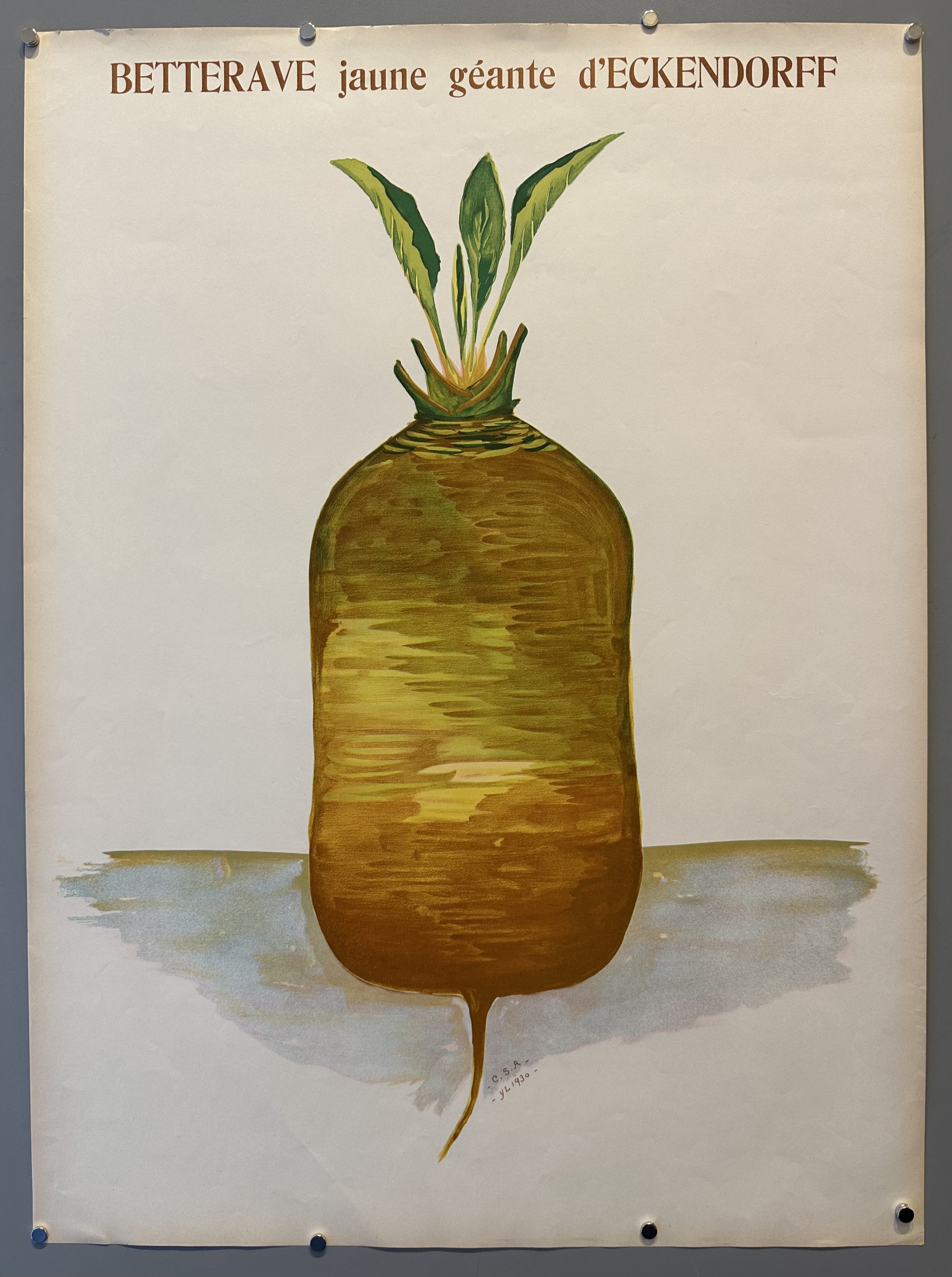 Giant beetroot against white background with brown text above it.