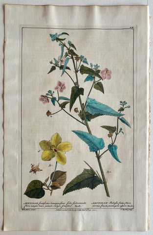 Link to  #3 Abutilon, frutescens lanuginosum folio fubrotundoLondon, 1770  Product