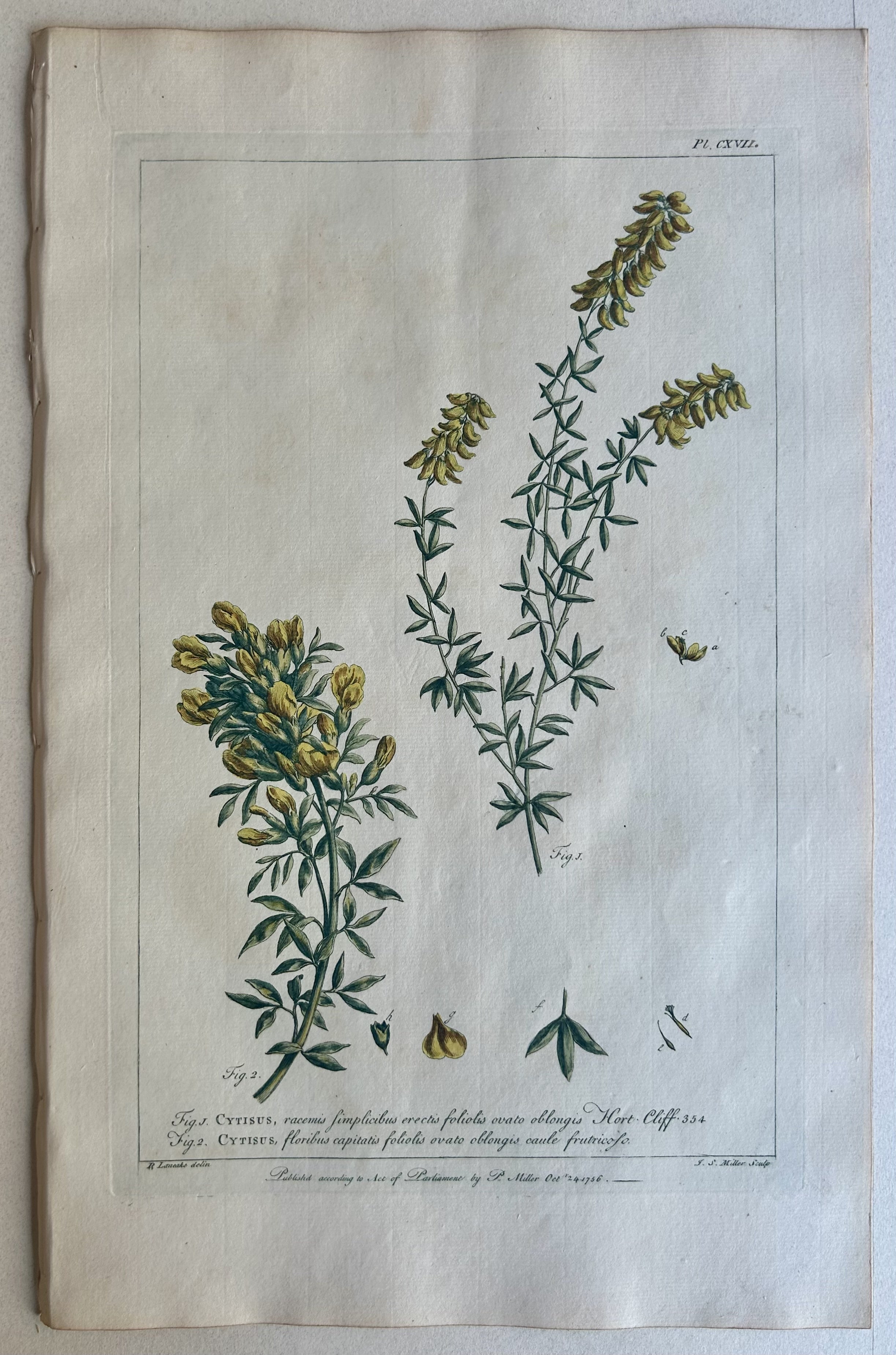 #117 Cytisus