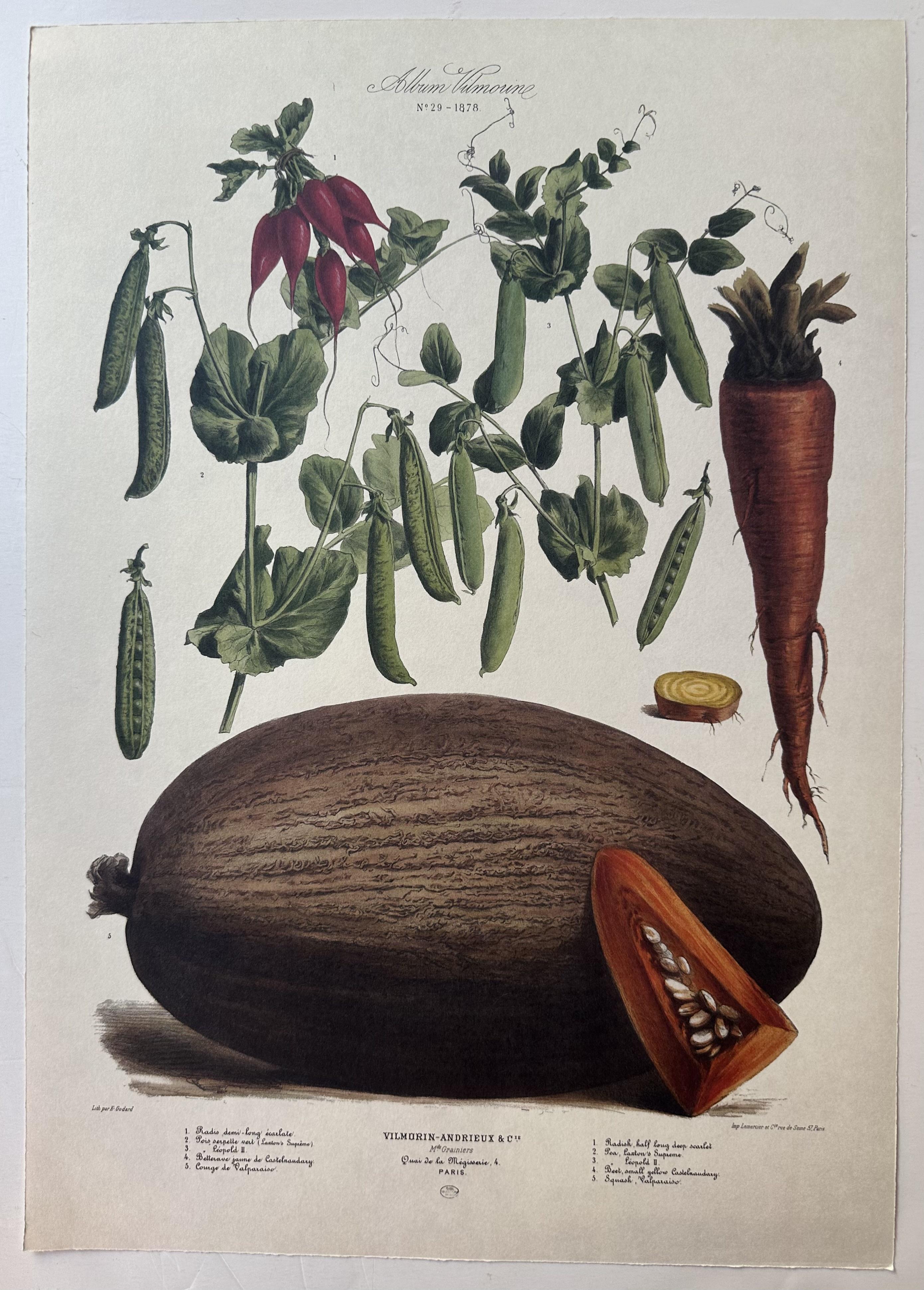 Album Vilmorin Vegetable Print #29