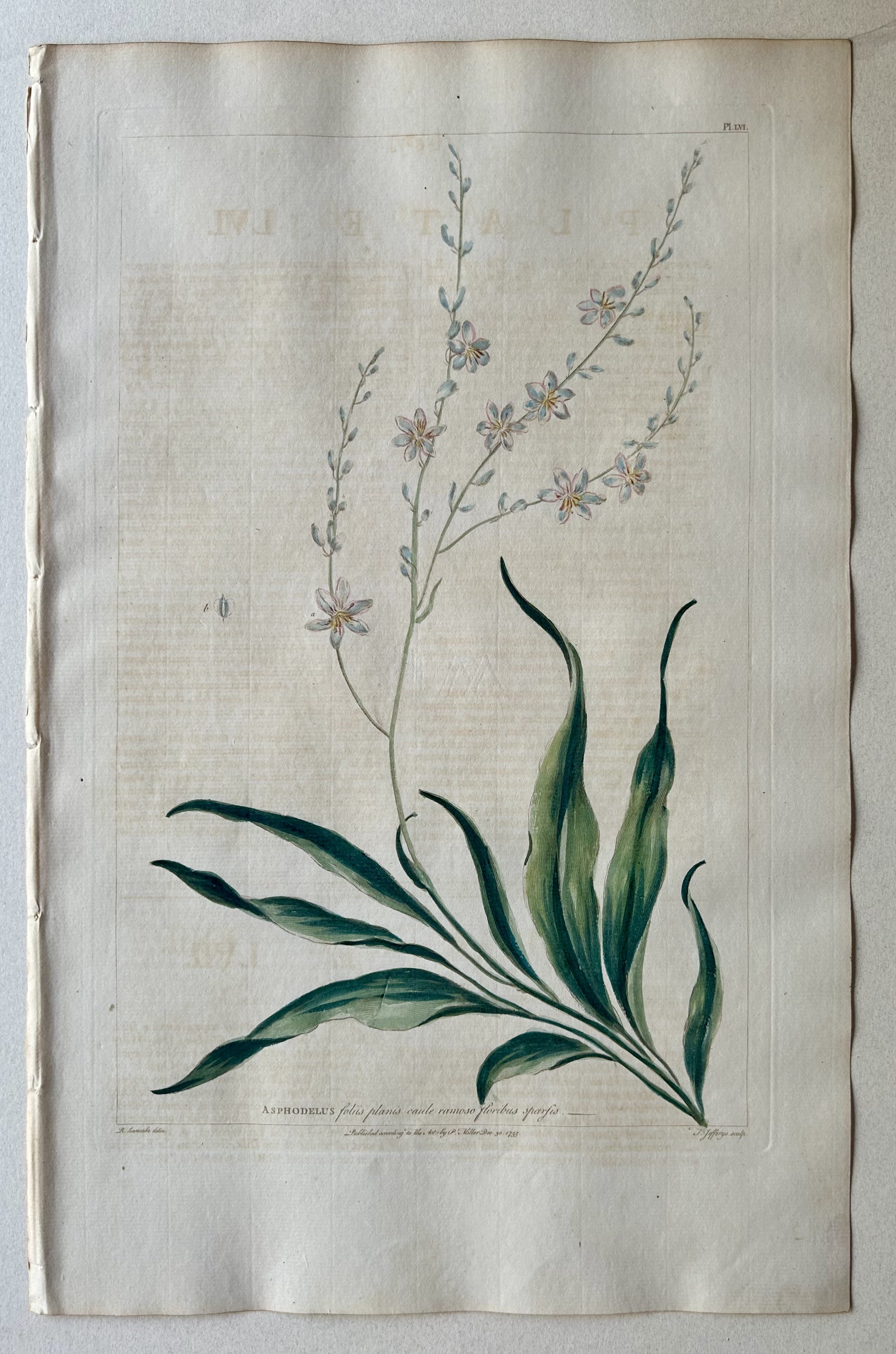 #56 Asphodelus foliis planis