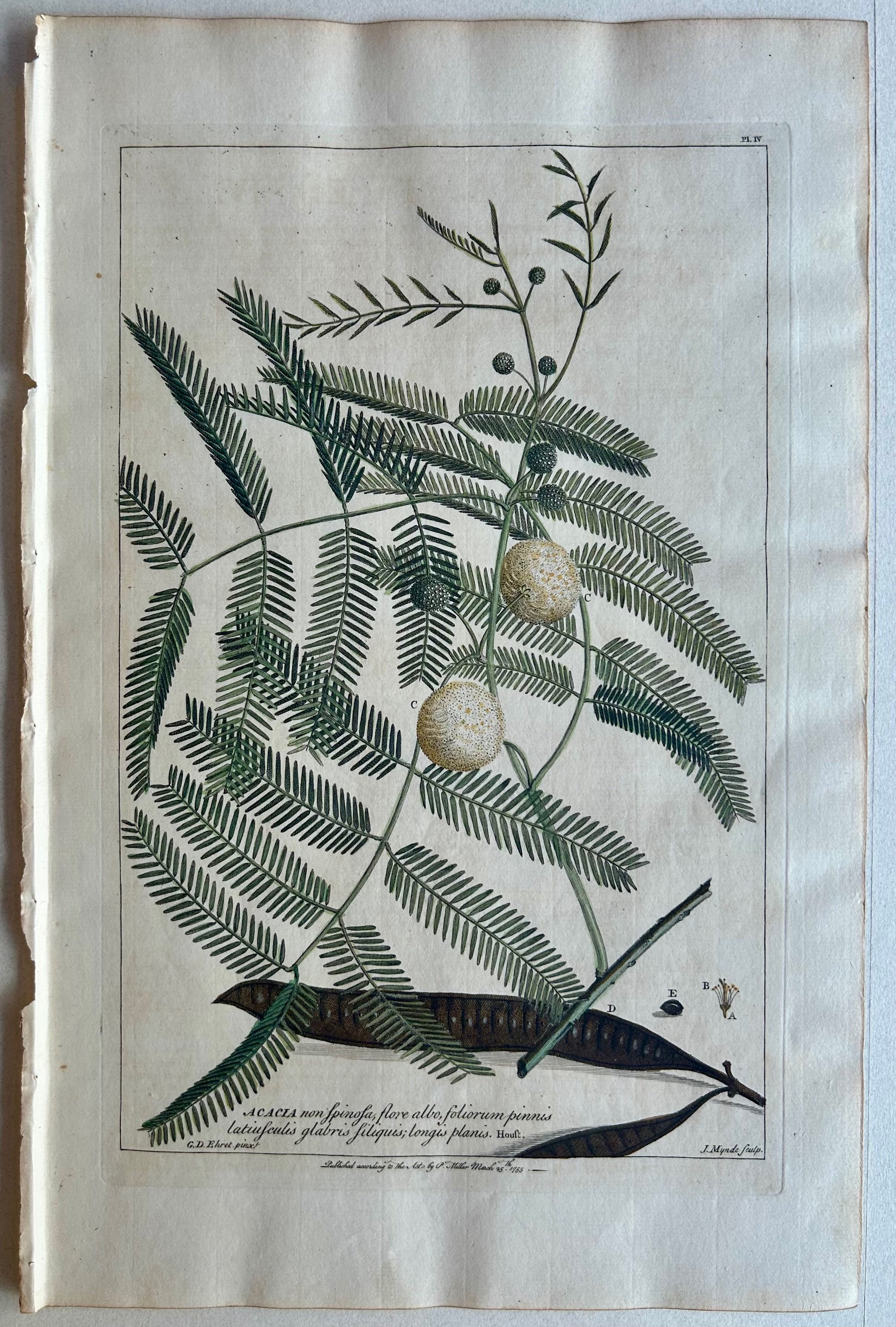 #4 Acacia, non spinosa