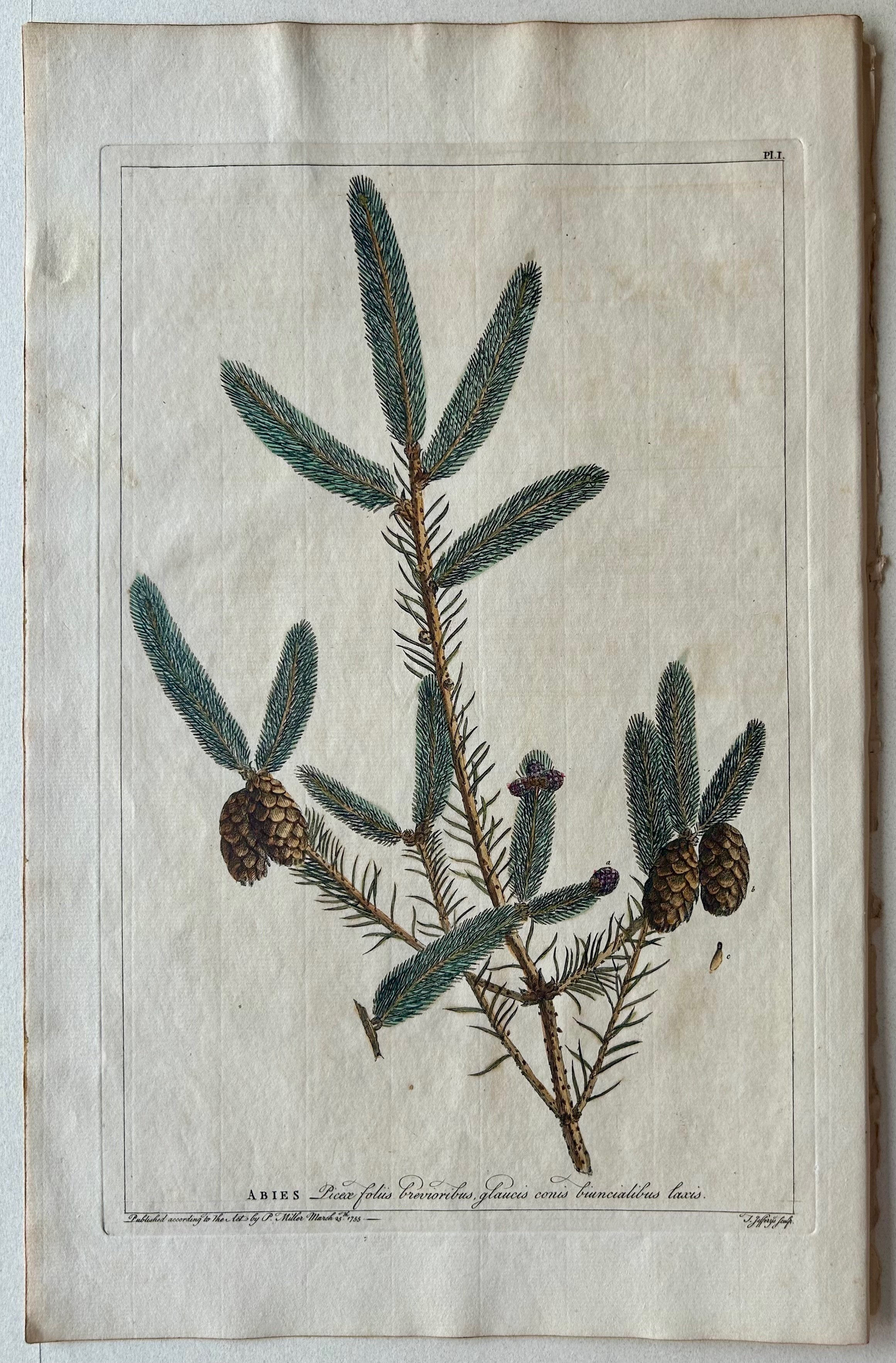 #1 Abies, picea folliis breuroibus