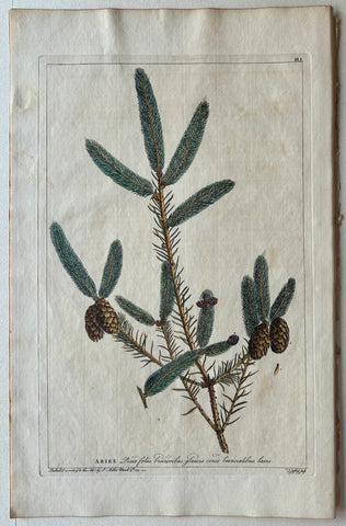 Link to  #1 Abies, picea folliis breuroibusLondon, 1770  Product