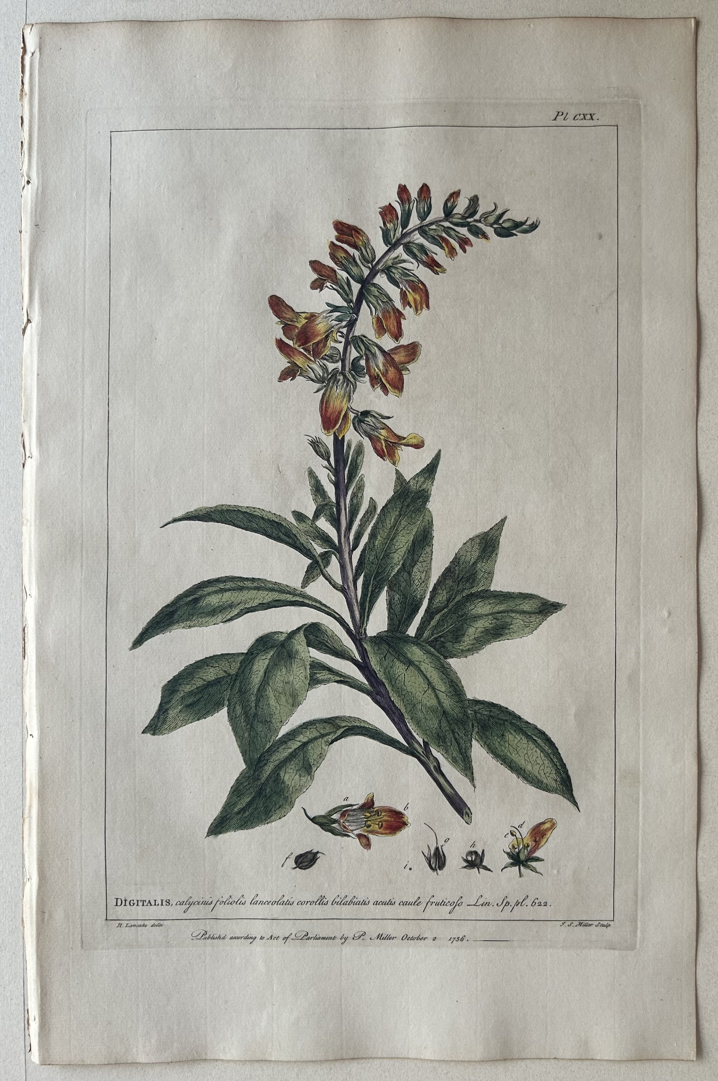 #120 Digitalis calycinis