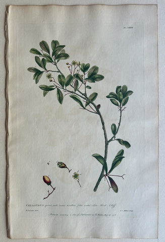 Link to  #87 CelastrusEngland, 1770  Product