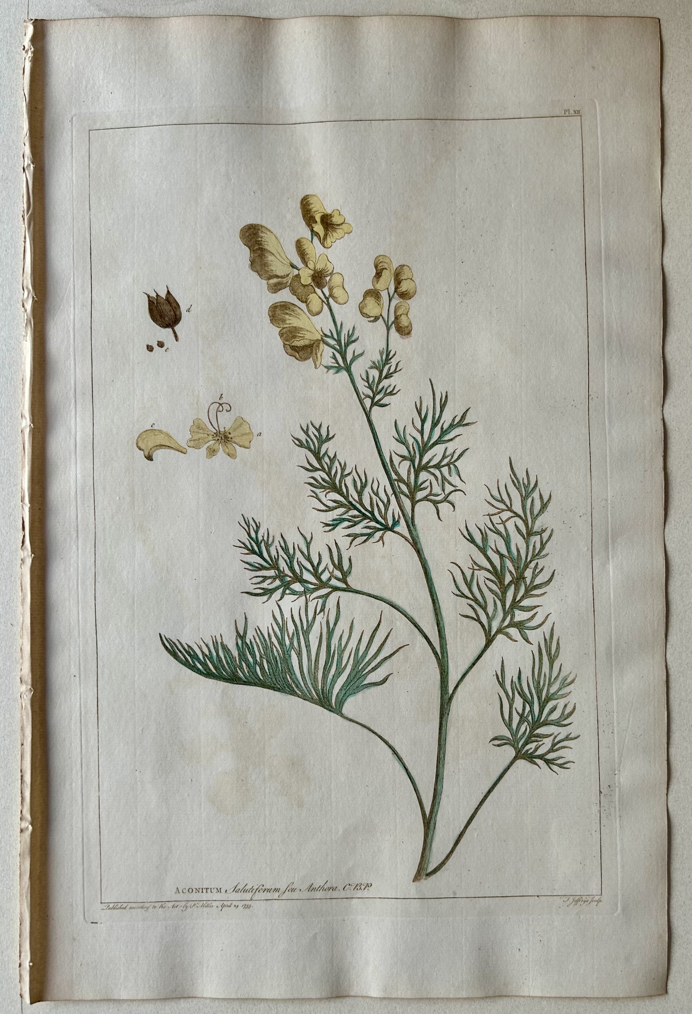 #12 Aconitum salutiferum