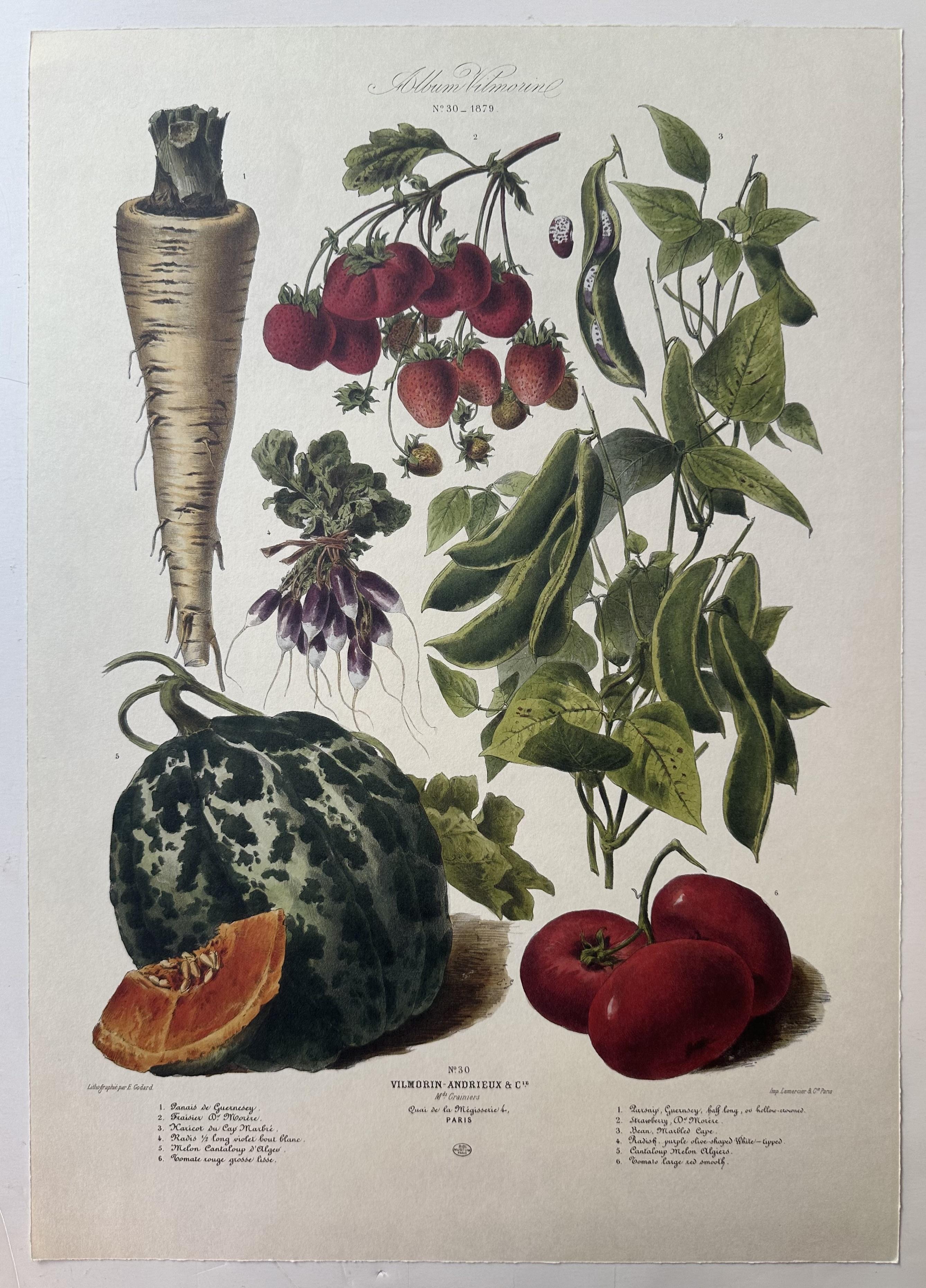 Album Vilmorin Vegetable Print #30
