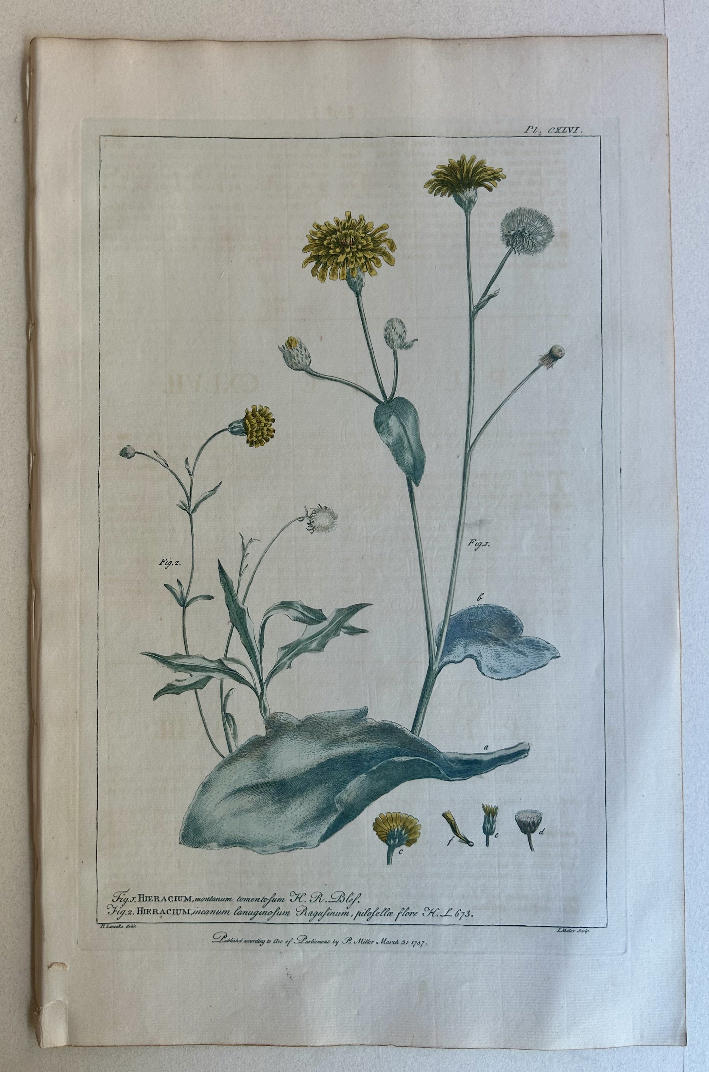 #146 Hieracium