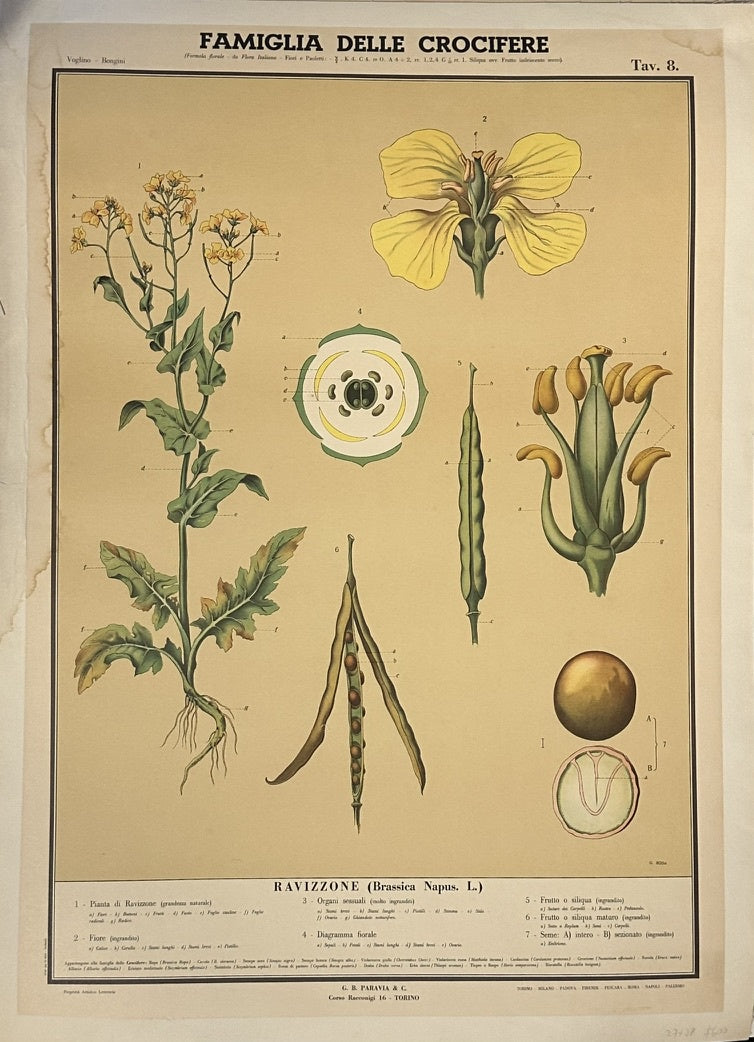 This poster is a vintage botanical illustration from a school chart, specifically depicting "Ravizzone" (Brassica Napus L.), commonly known as rapeseed or canola, which belongs to the "Famiglia delle Crucifere" (Family of the Crucifers or Brassicaceae
