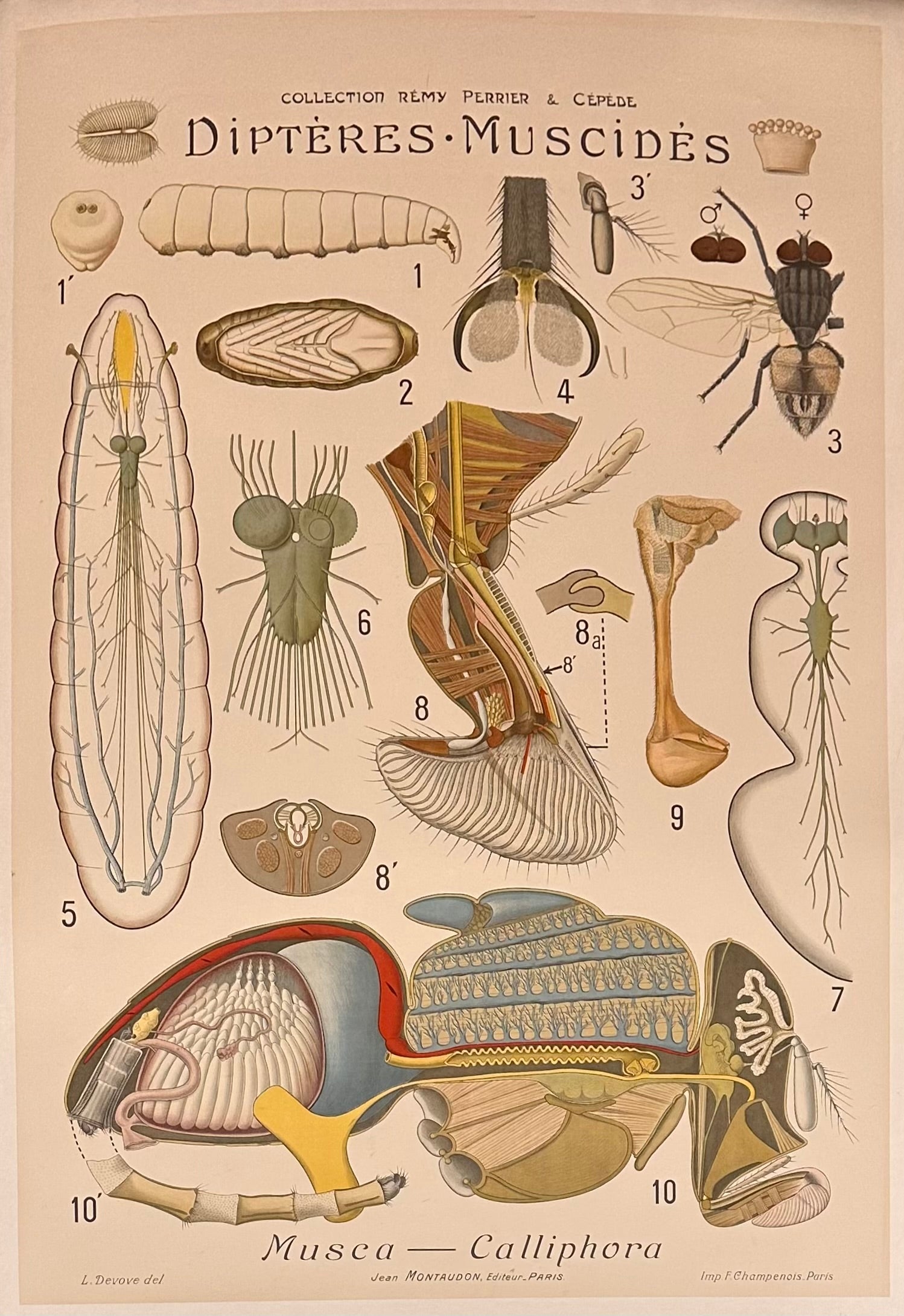 Diptéres Muscidés poster ✓