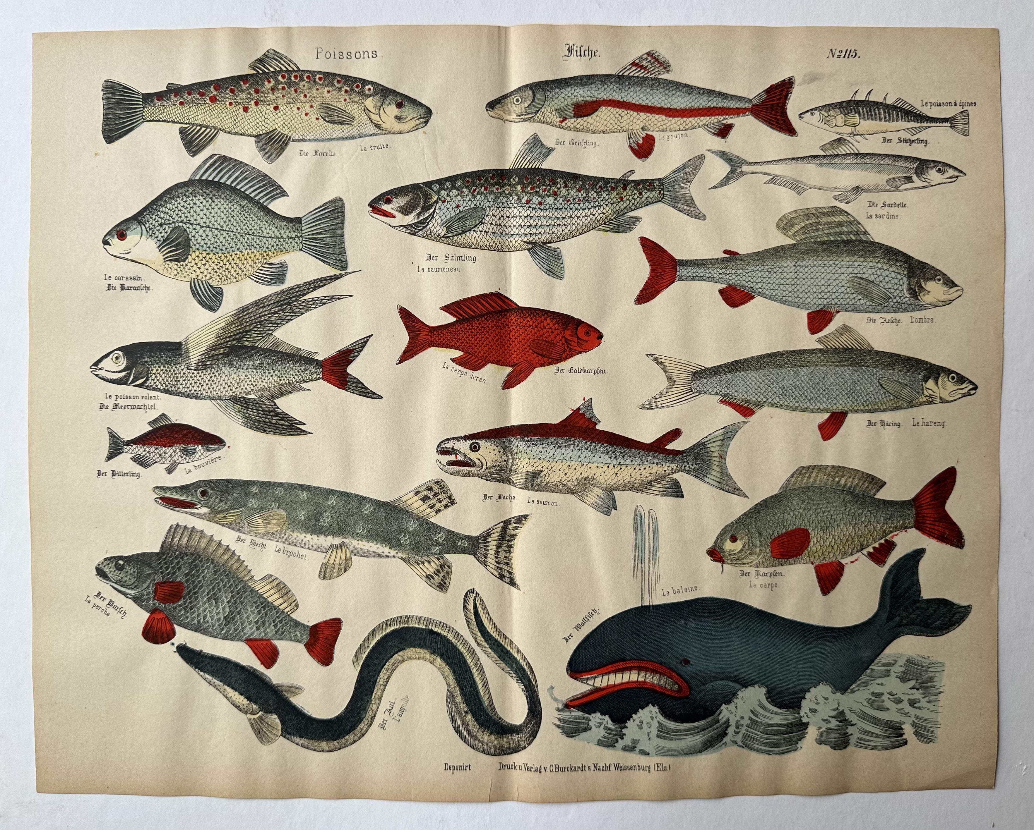 Fische Poissons No. 115