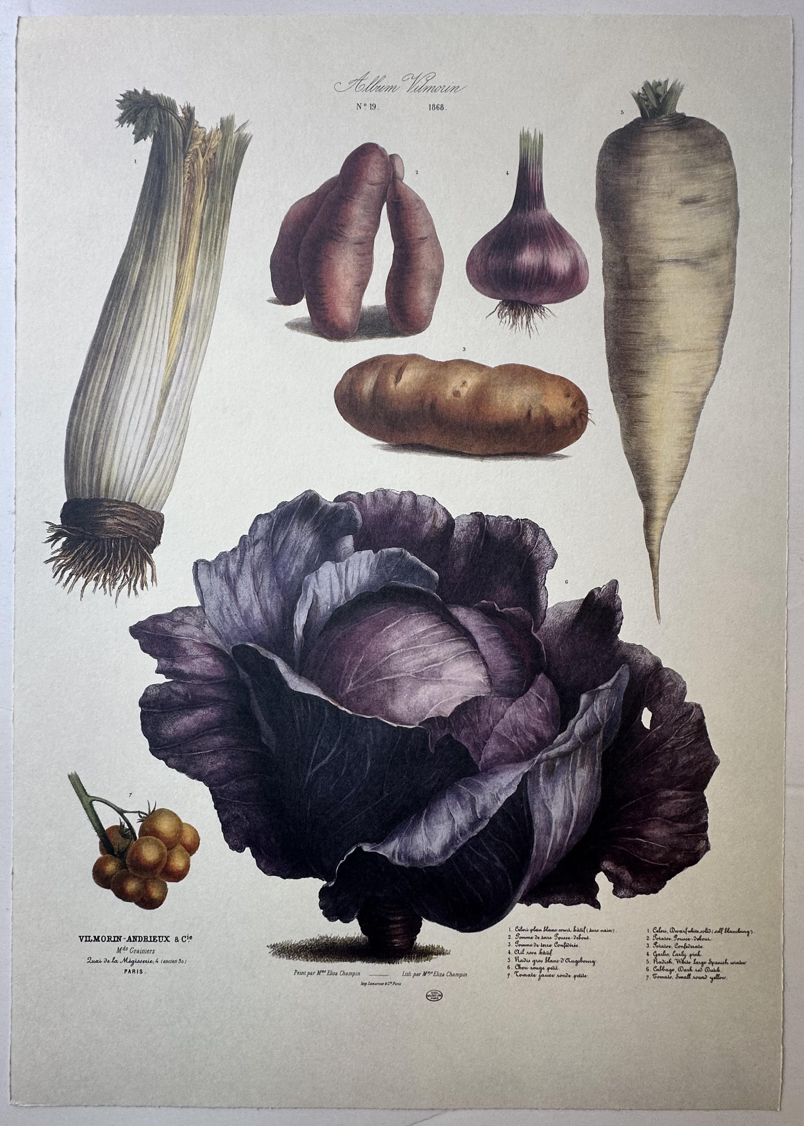 Album Vilmorin Vegetable Print #19