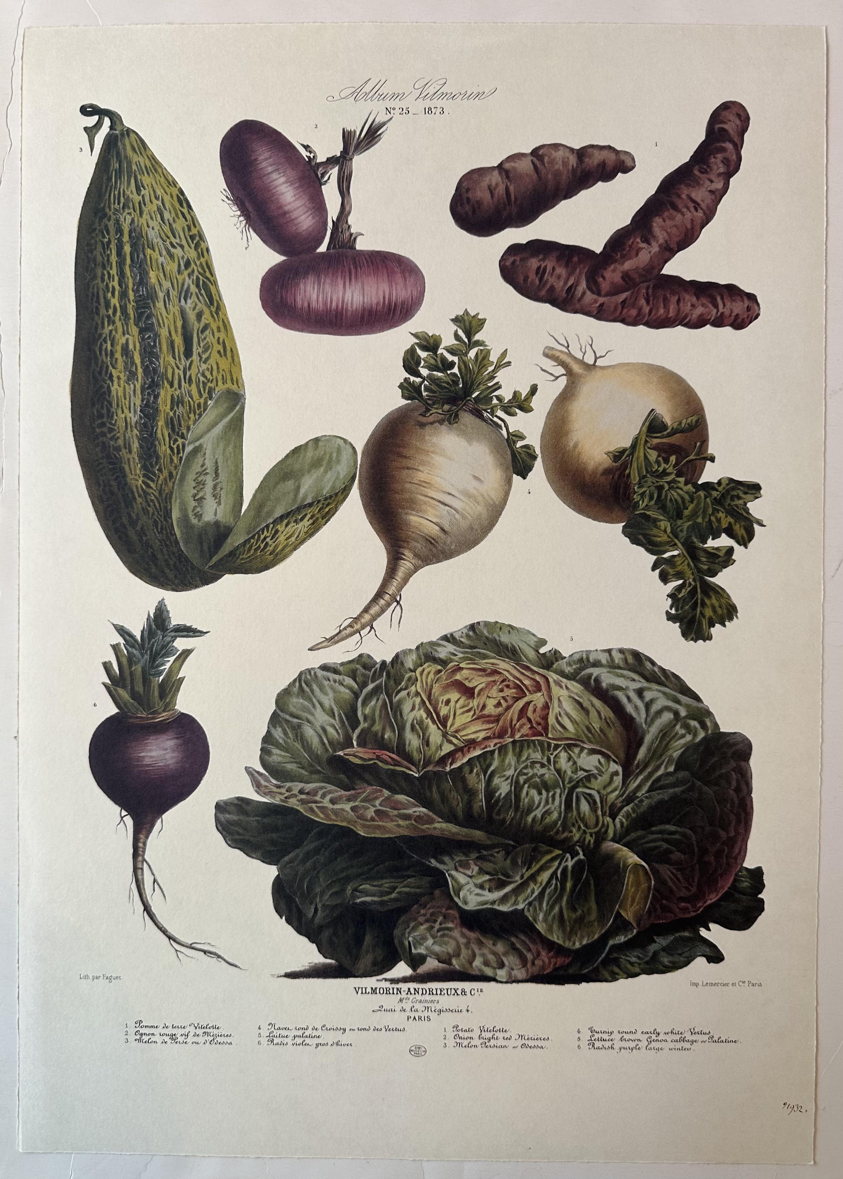 Album Vilmorin Vegetable Print #25