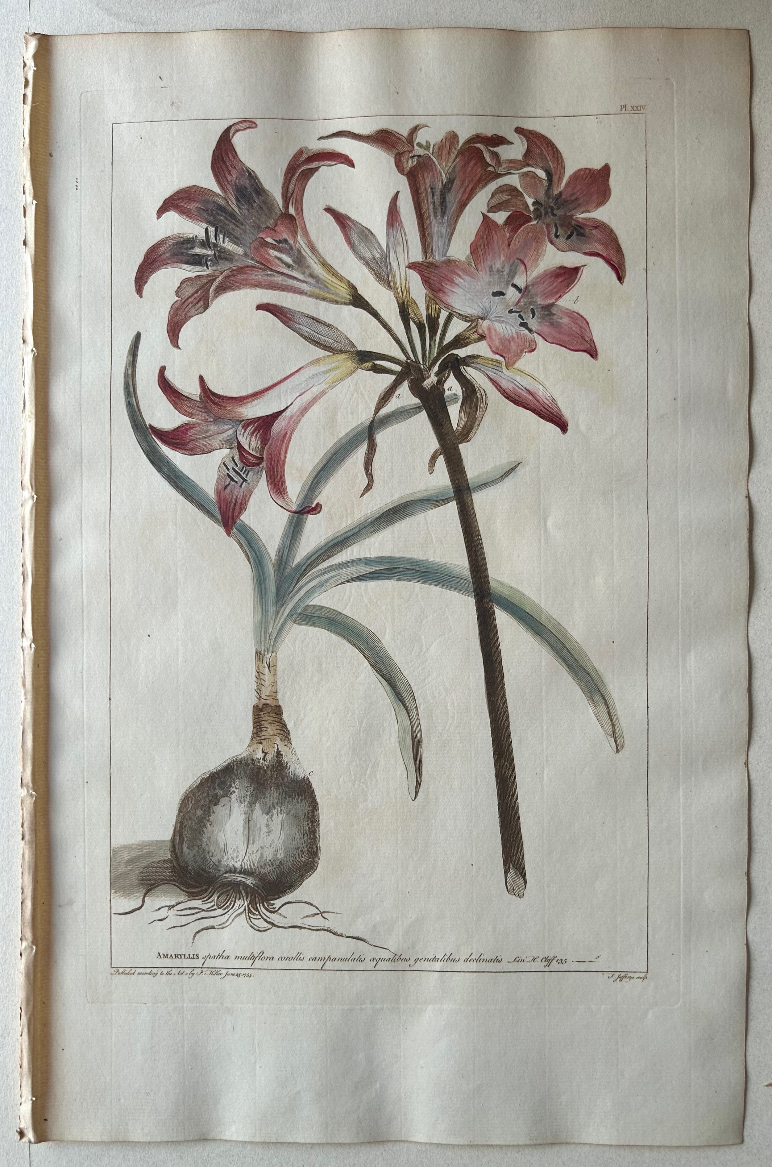 #24 Amaryllis spatha multiflora corollis