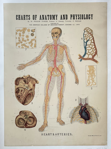 Link to Charts of Anatomy and Physiology: Heart & ArteriesUnited States, c. 1909 Product