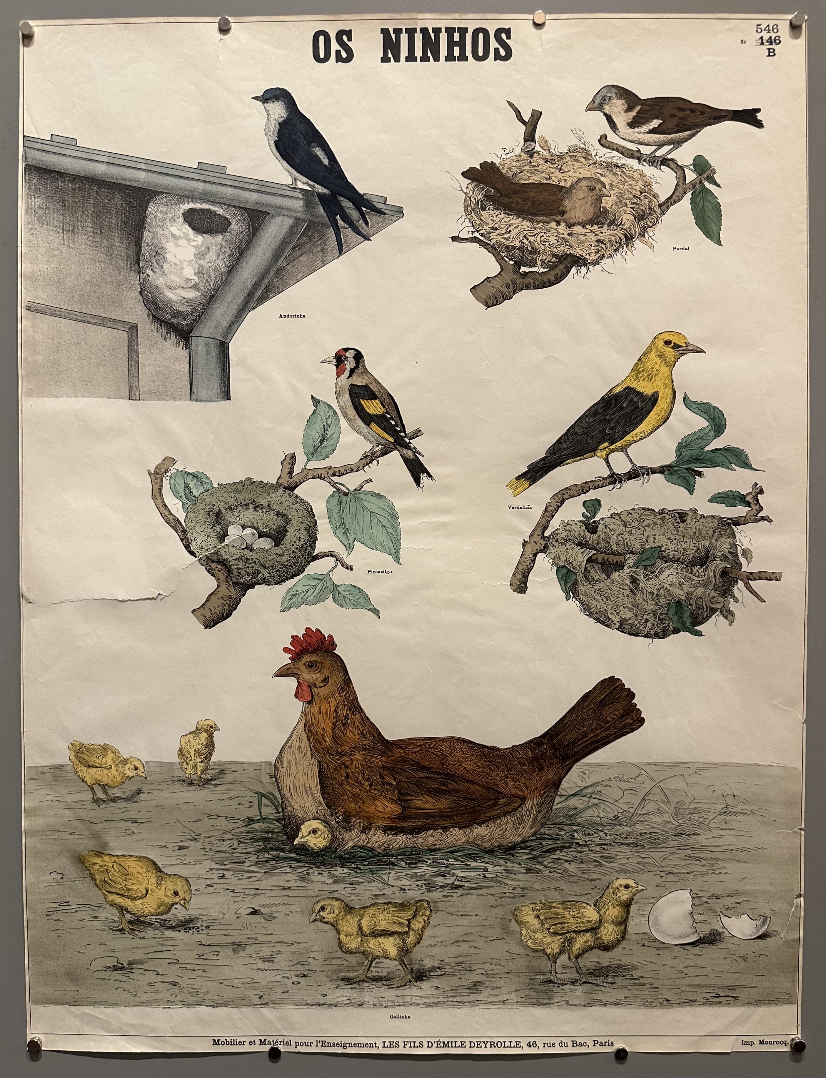 Illustrated standalone bird nests with Spanish captions to help children learn what they are called.